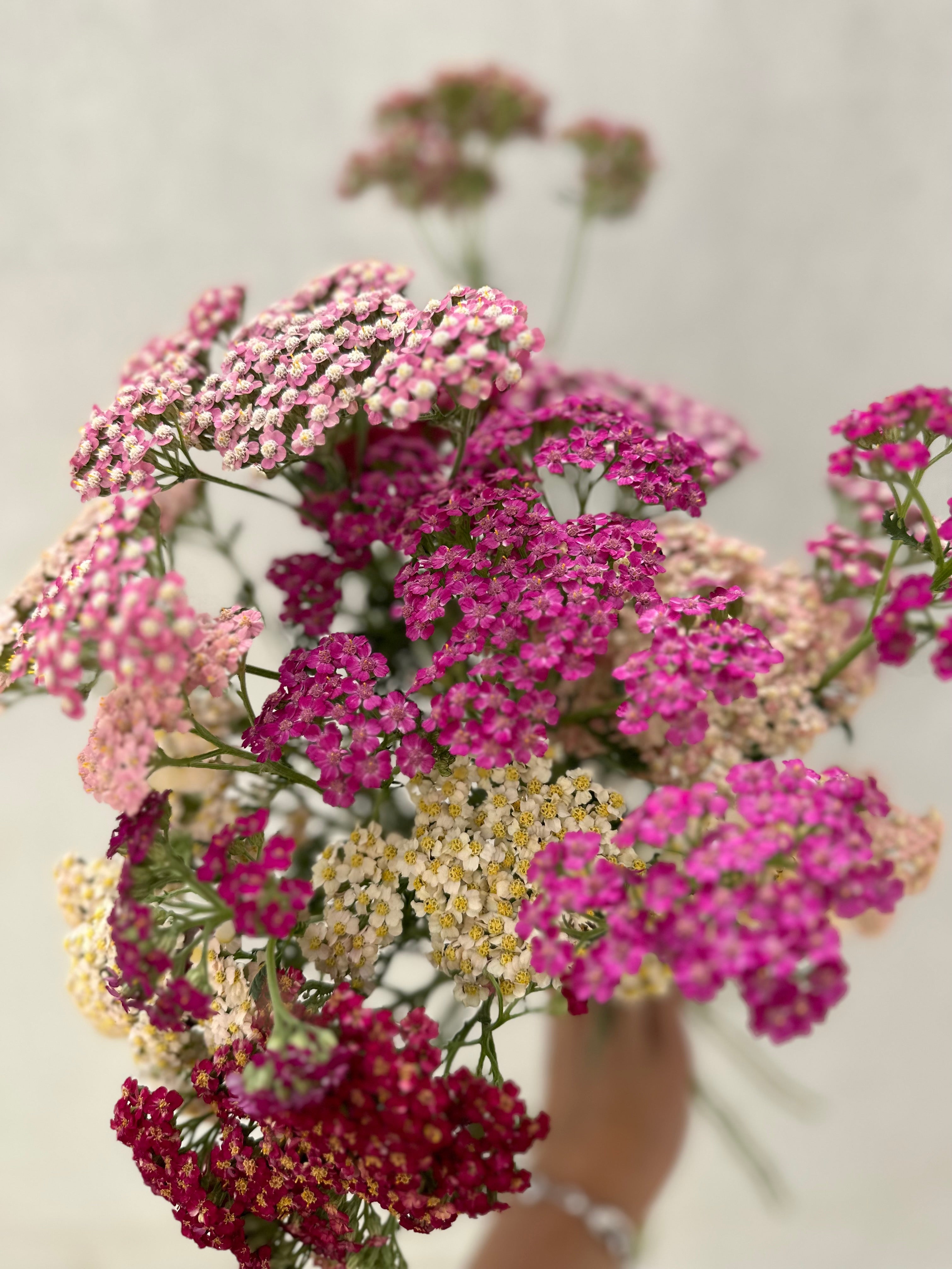 Cut Flower Achillea Pastel Berry Seedling Pack