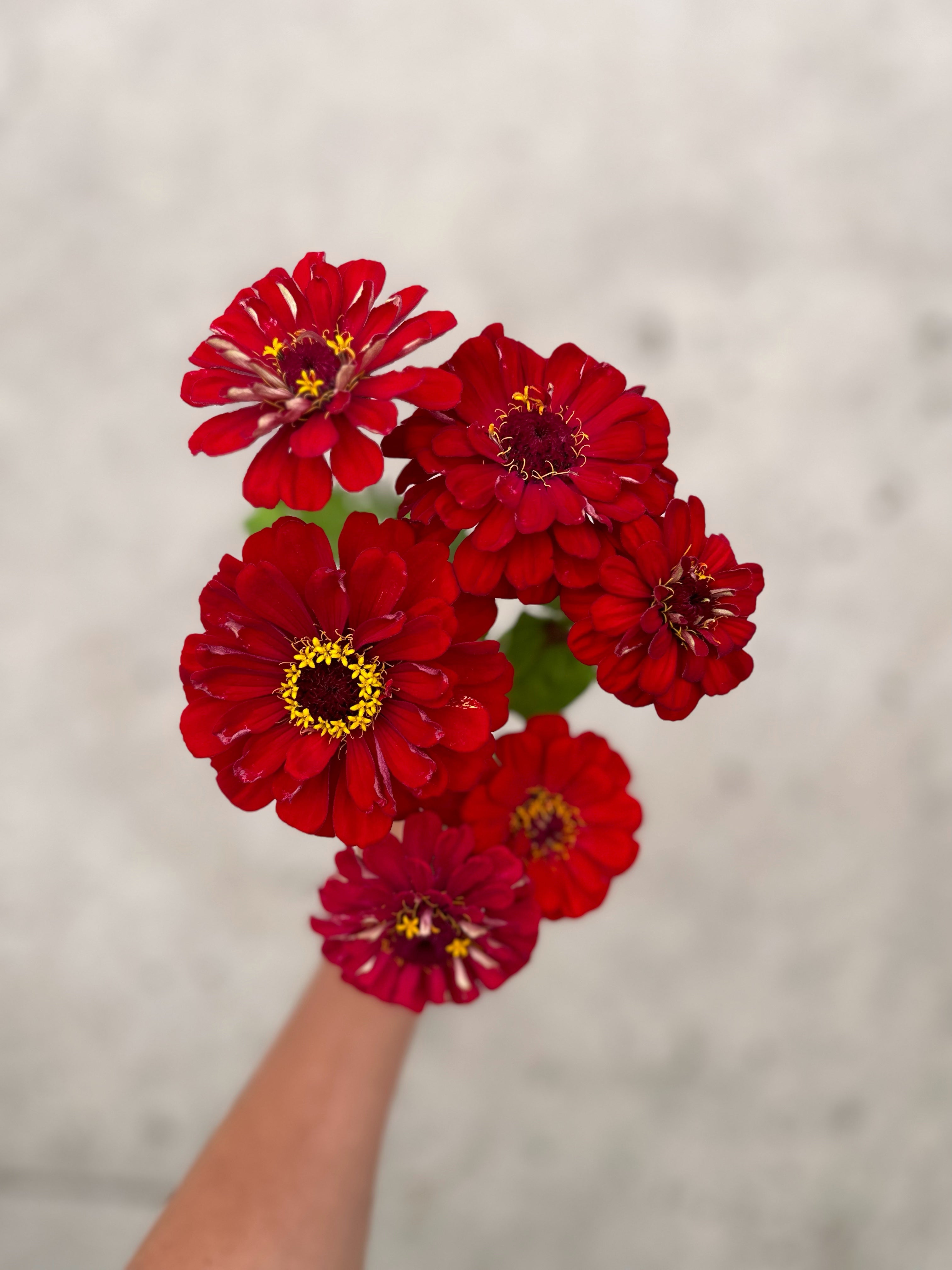 Cut Flower Zinnia Rouge Seedling Pack