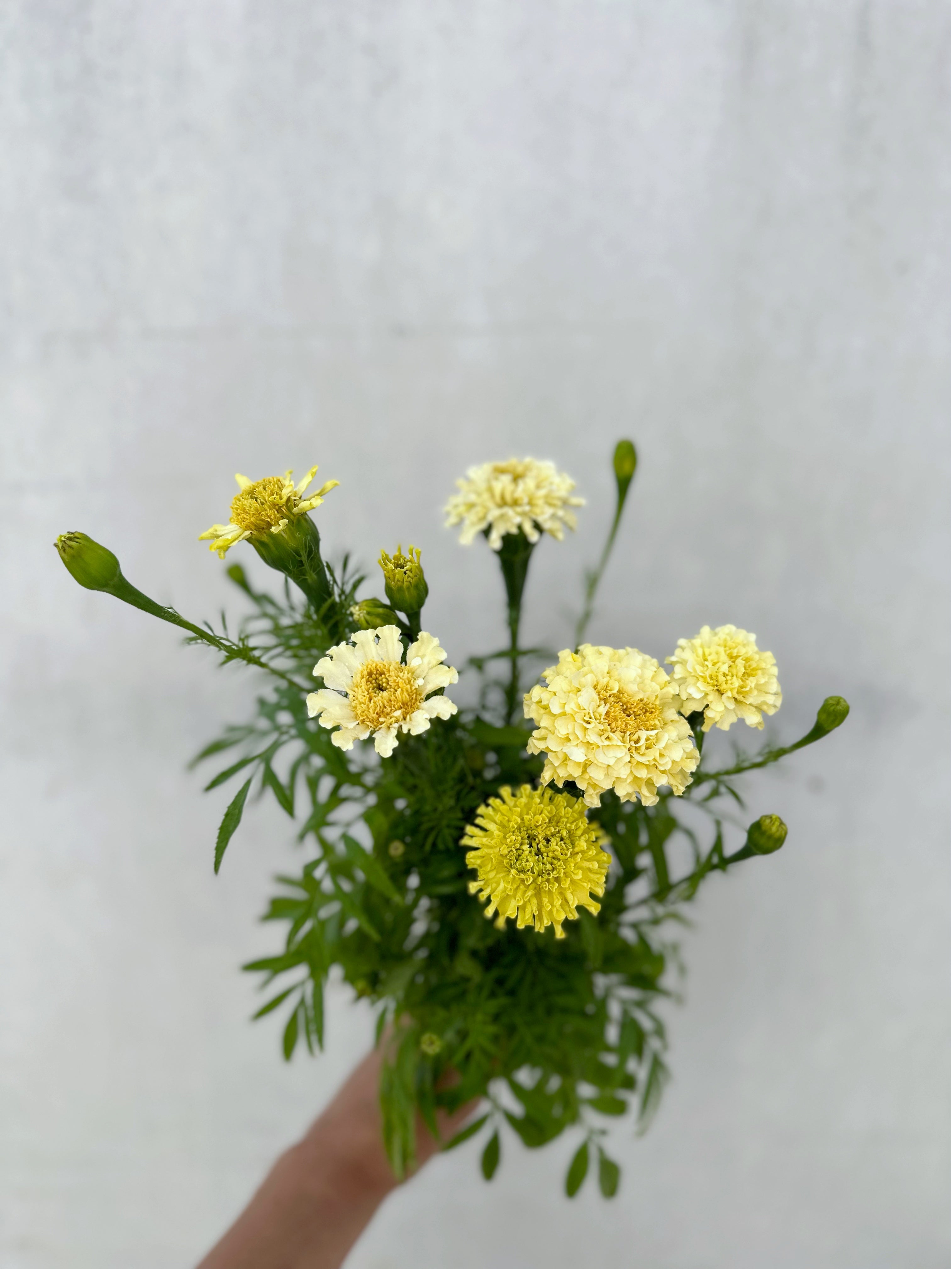 Cut Flower Marigold Kilimanjaro Seedlings