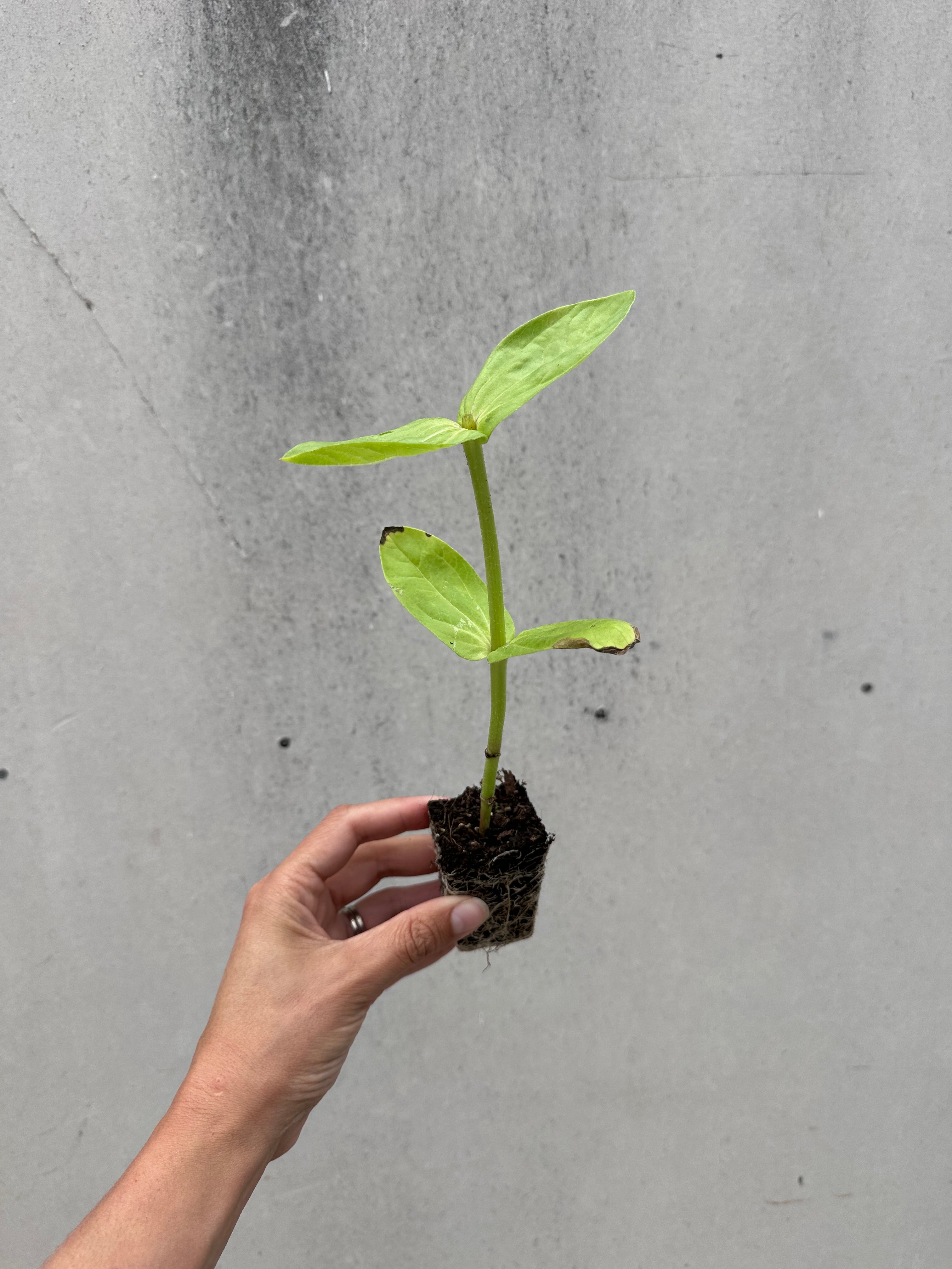 Cut Flower GF x 2nd Gen Floret Zinnia Seedlings SALE 12 for $40