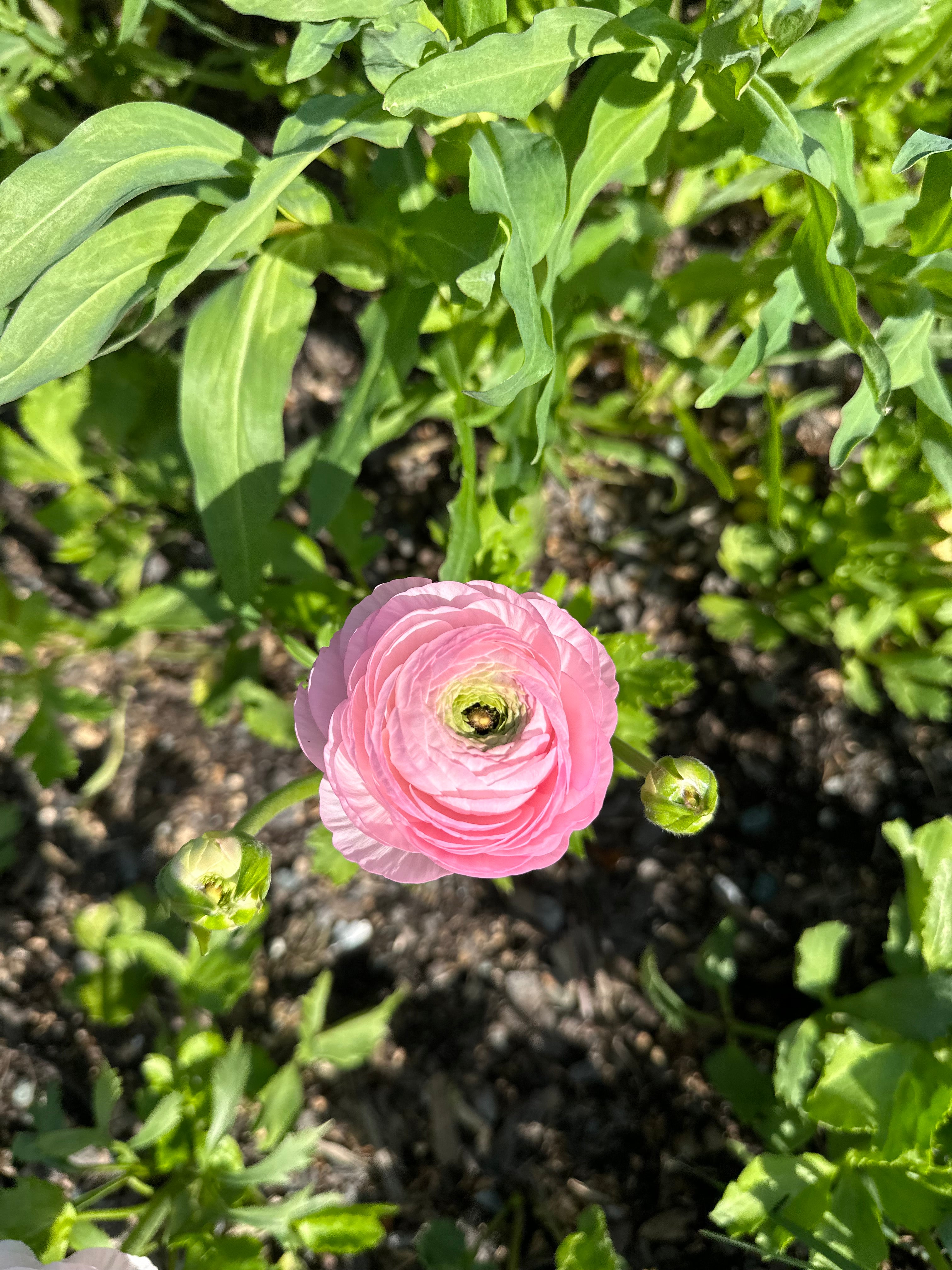 Cut Flower Ranunculus Italian Rosa Chiaro Seedling Pack