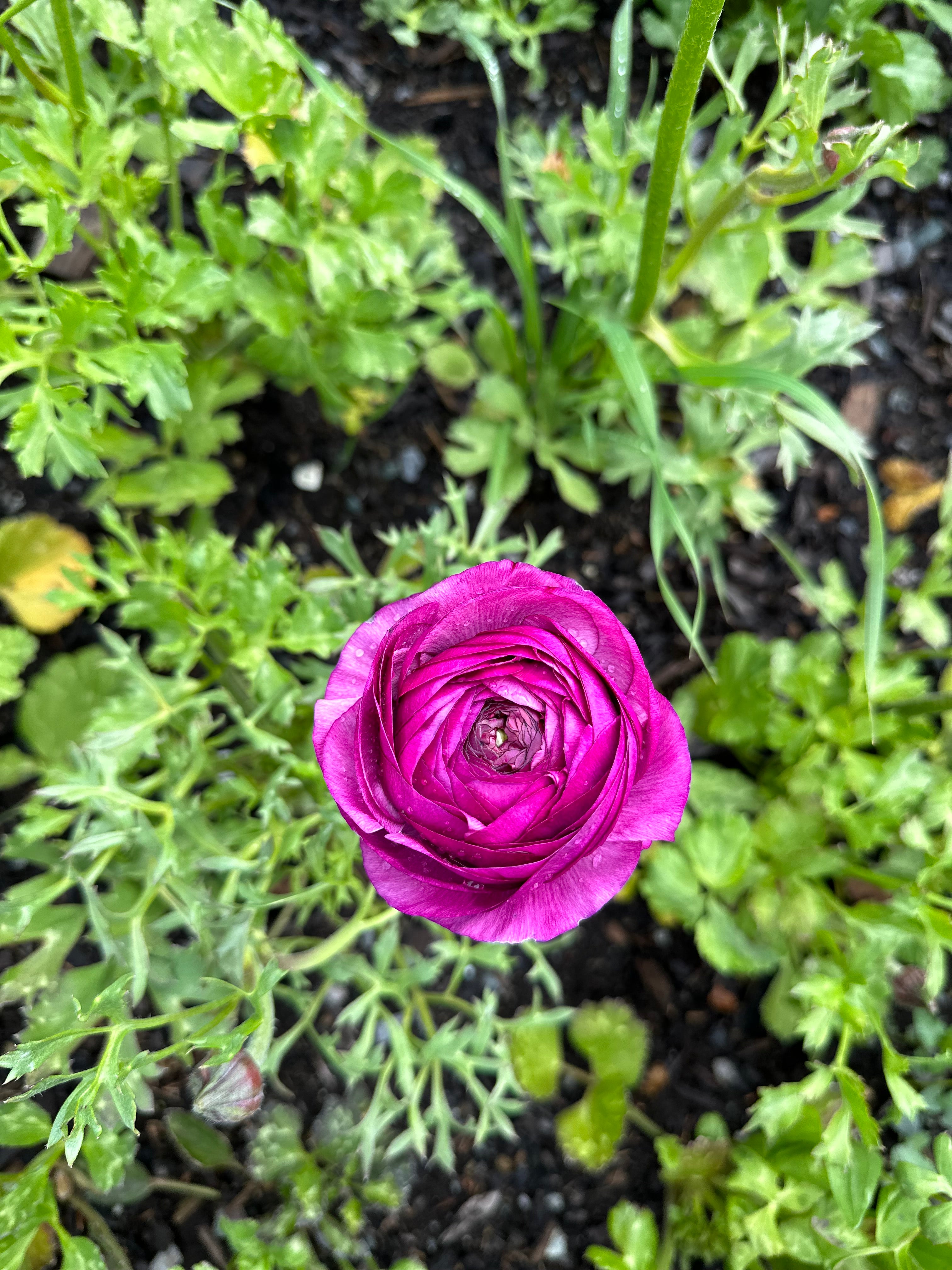 Cut Flower Ranunculus Italian Milka Seedling Pack