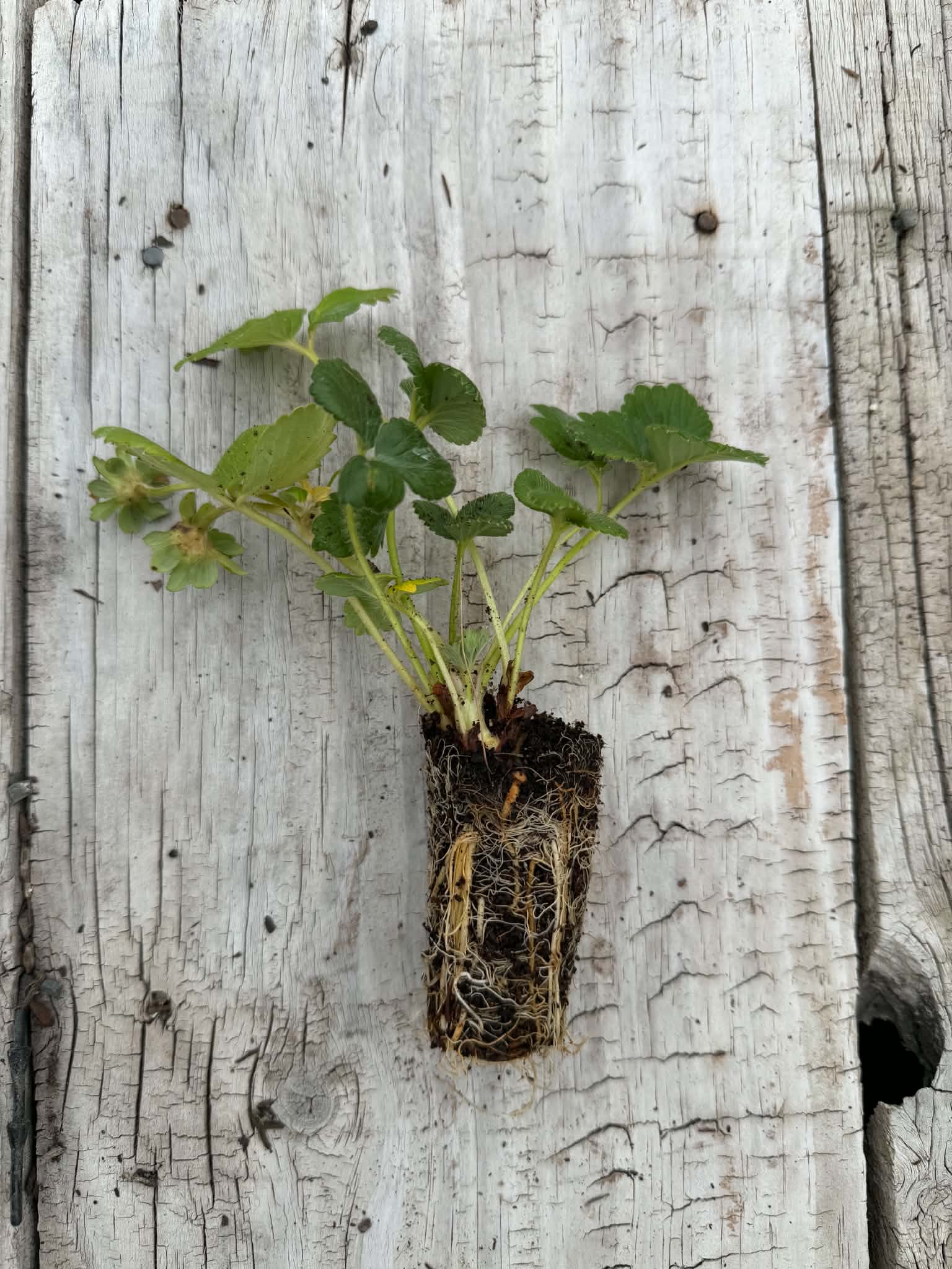Strawberry Plug Plants