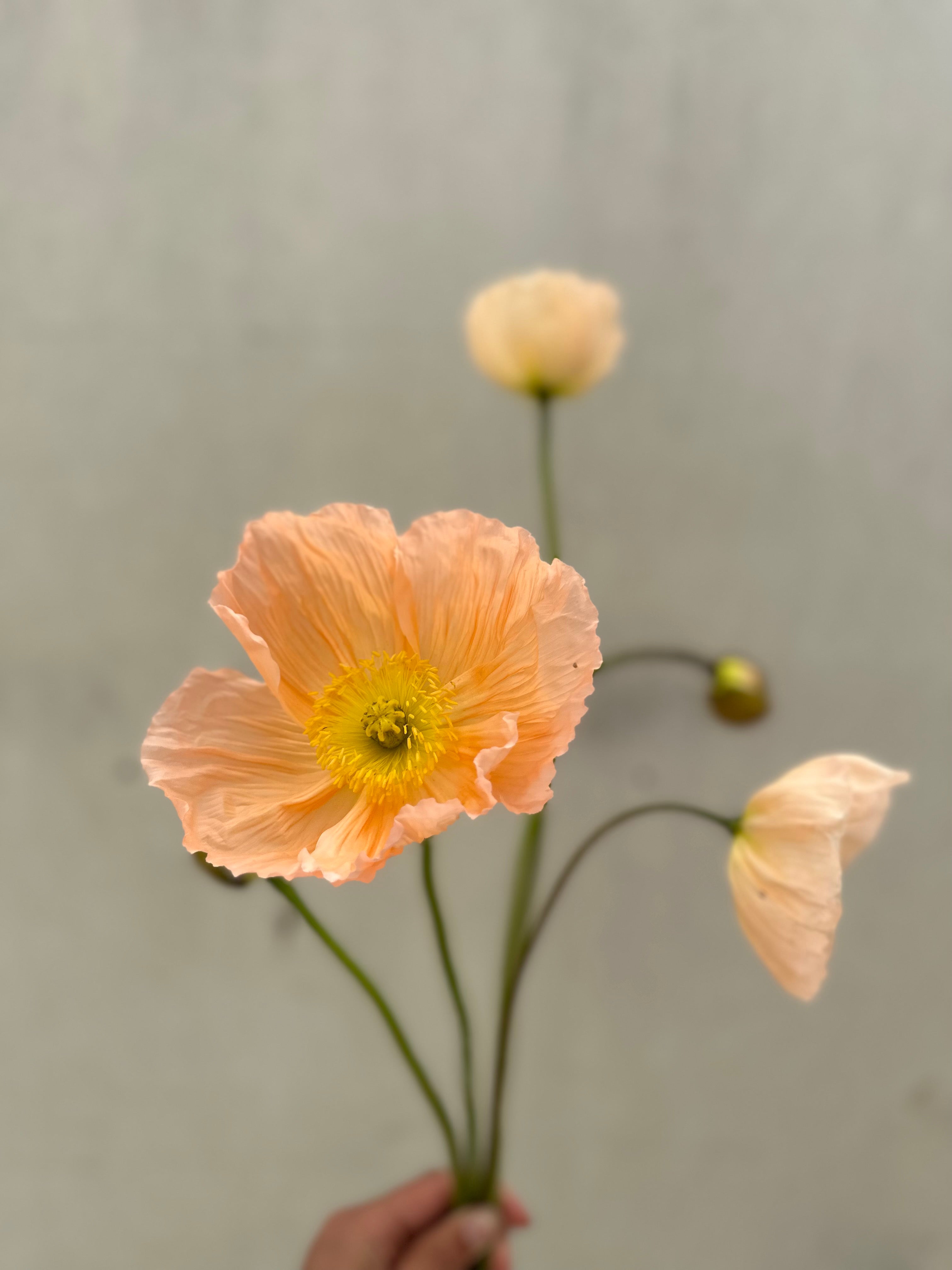 Cut Flower Colibri Poppy - Gray Floral Mix + NEW CICLAMINO