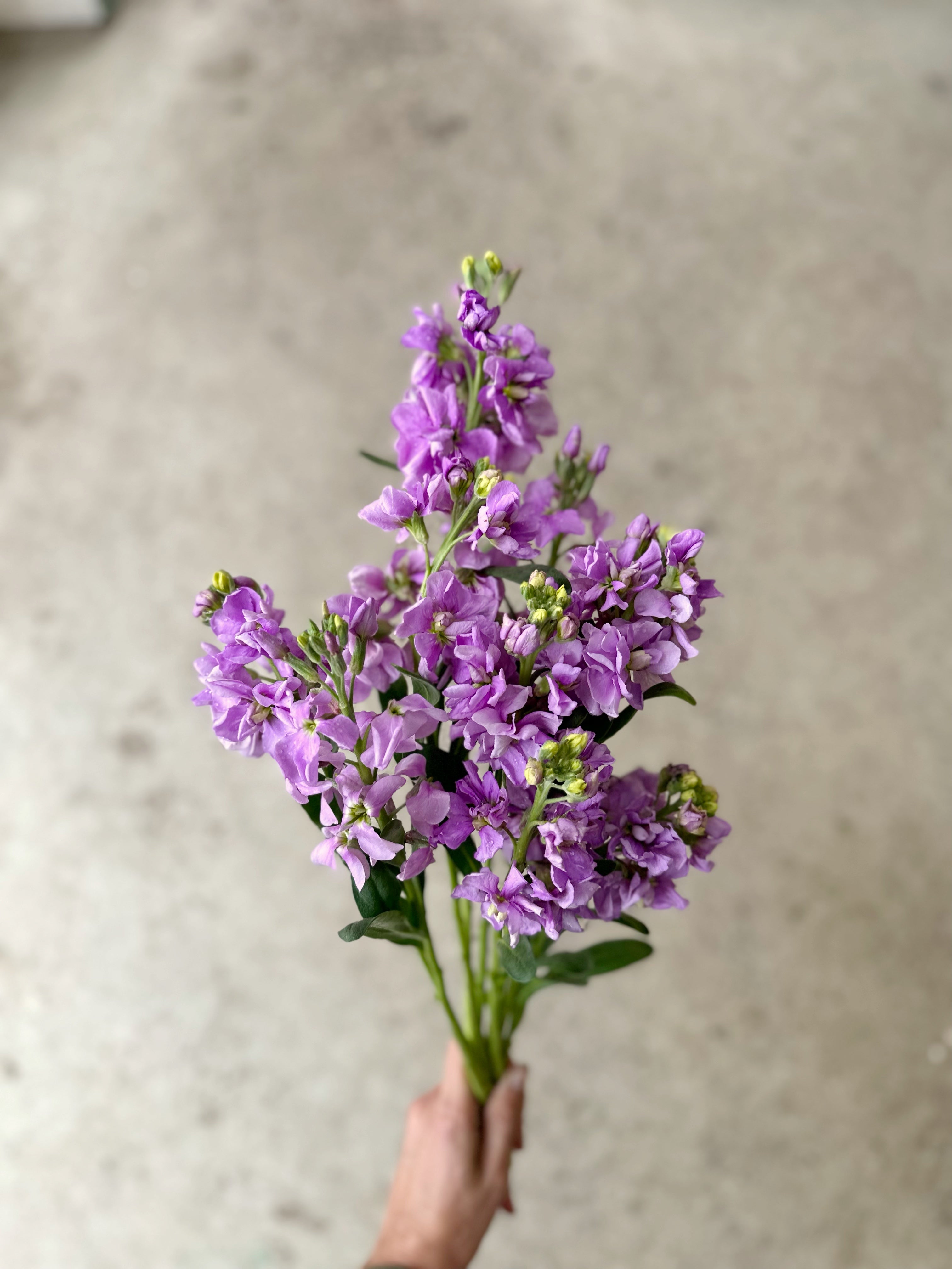 Cut Flower Katz Stock 12 Seedling Pack