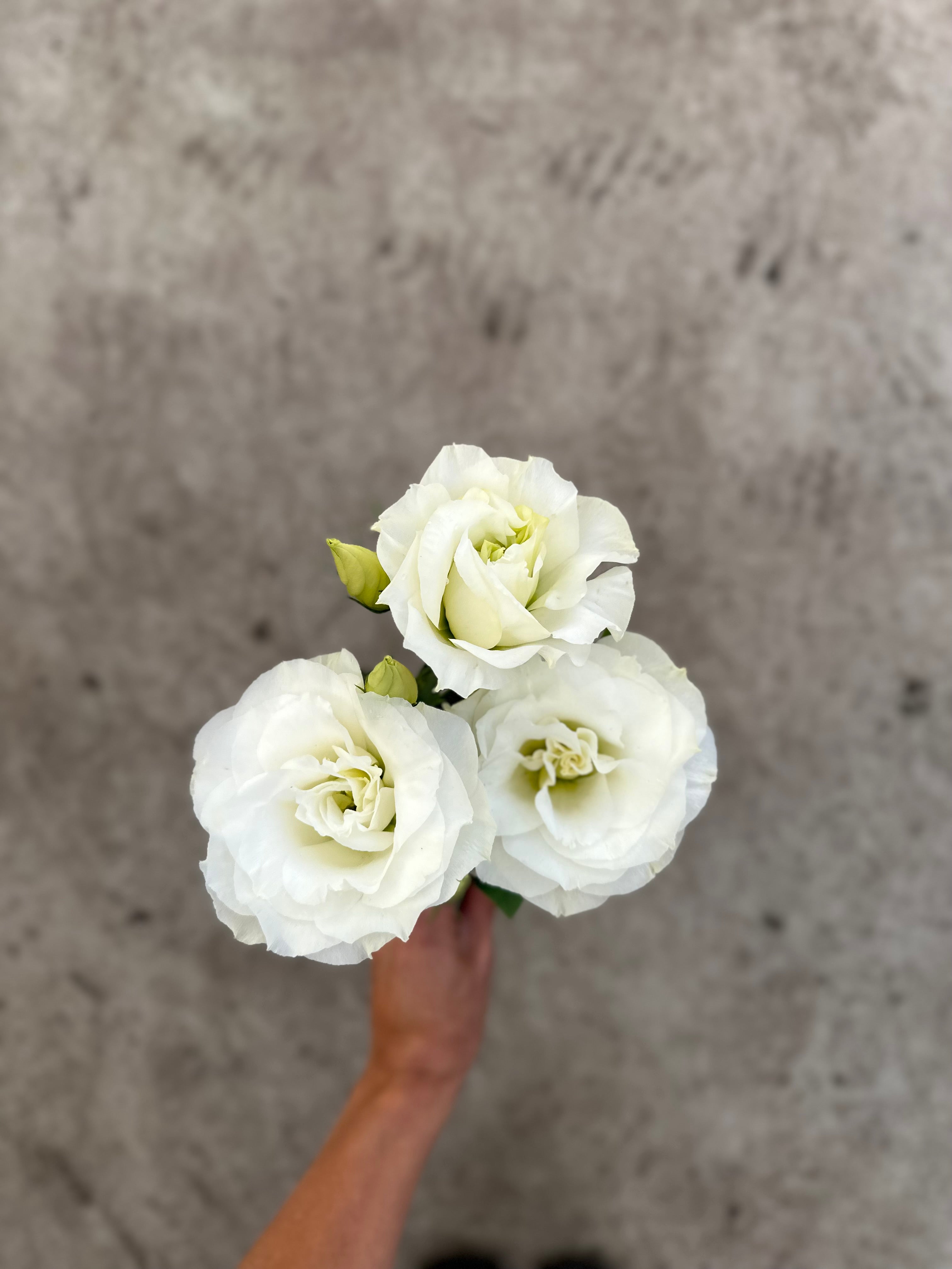 Cut Flower Lisianthus Seedling Pack