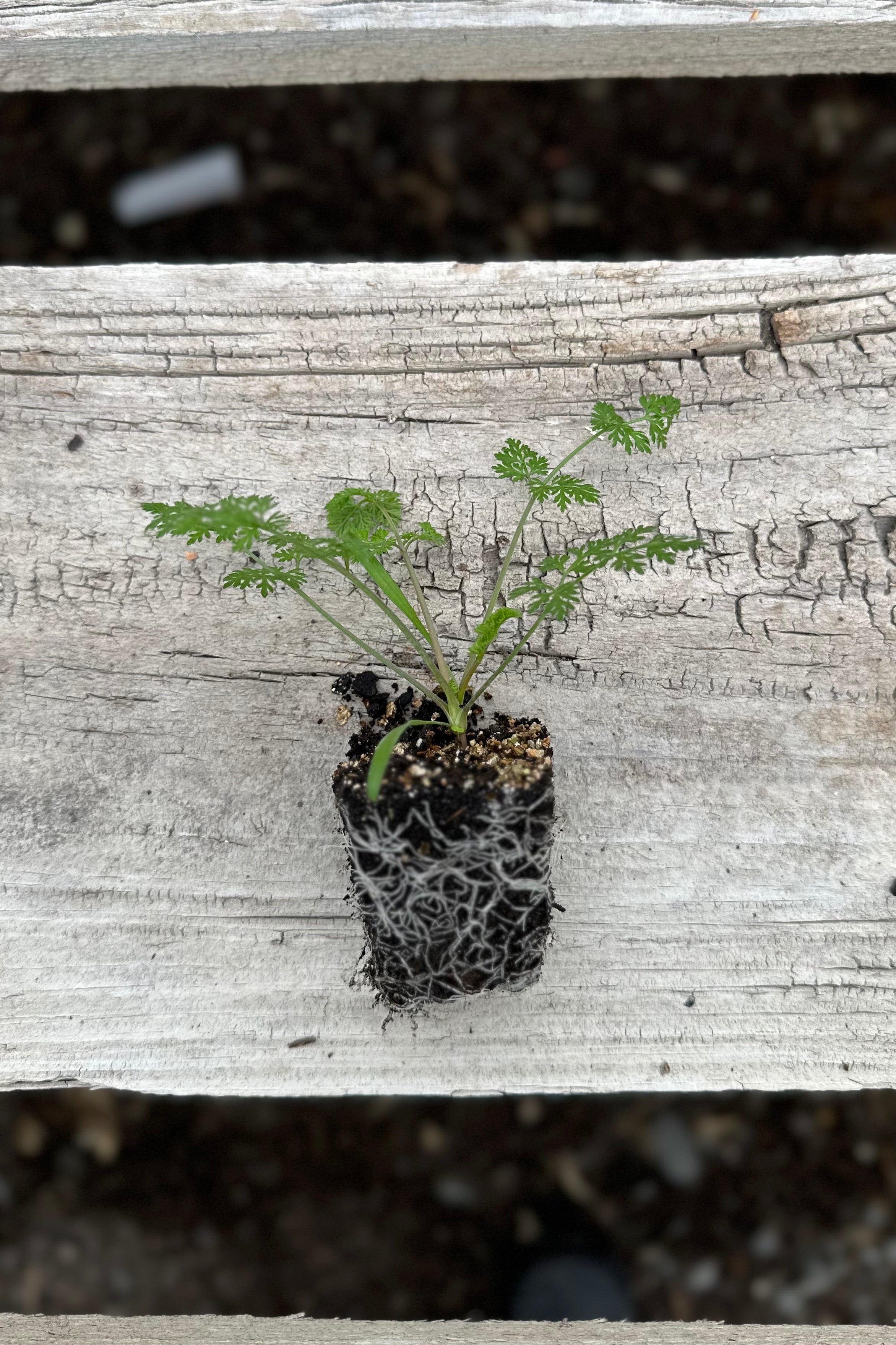 Cut Flower Orlaya 'White Finch' Seedling Pack