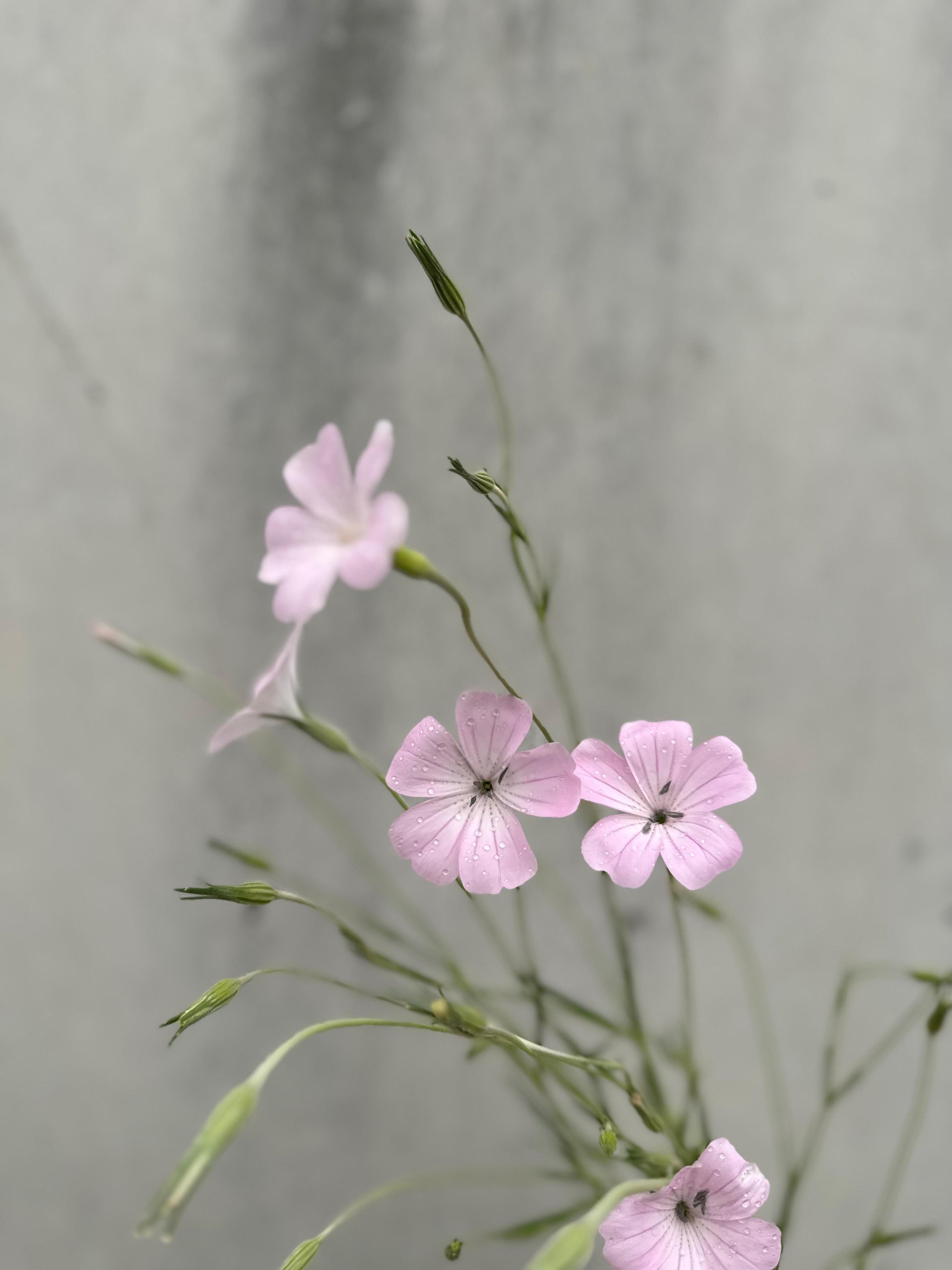 Cut Flower Agrostemma/Corncockle Seedling Pack