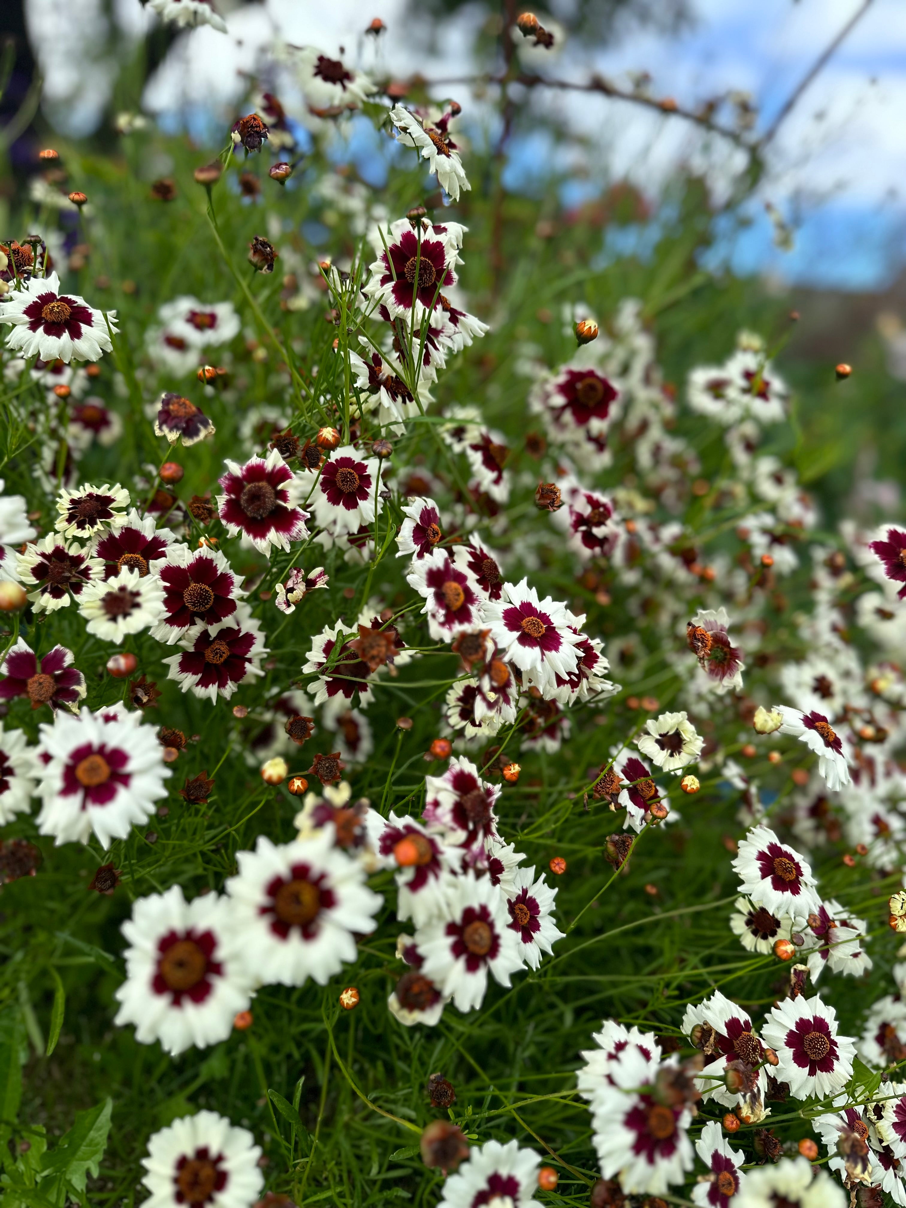 Cut Flower Coreopsis Incredible Swirl Seedling Pack