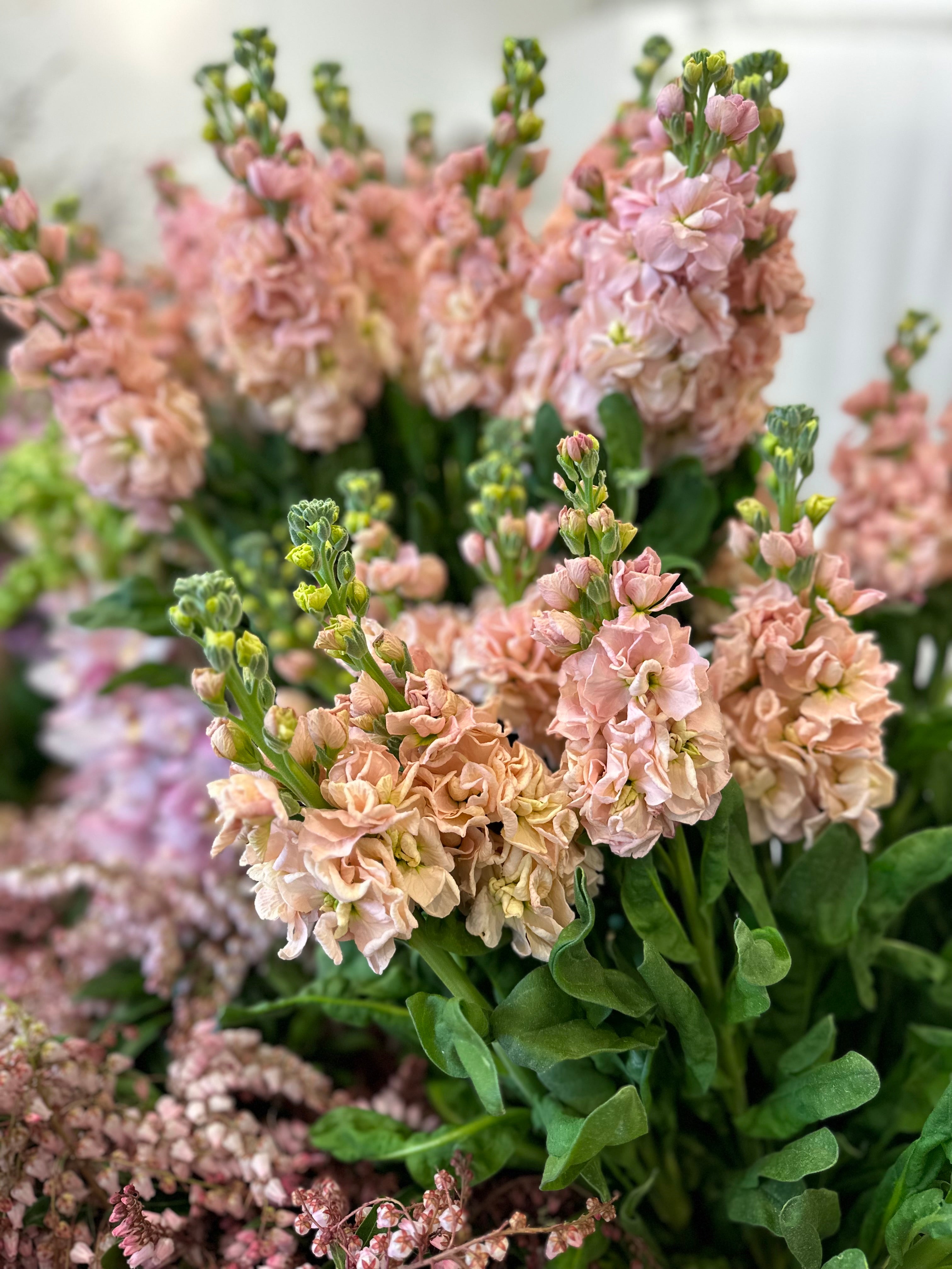 Cut Flower Katz Stock 12 Seedling Pack