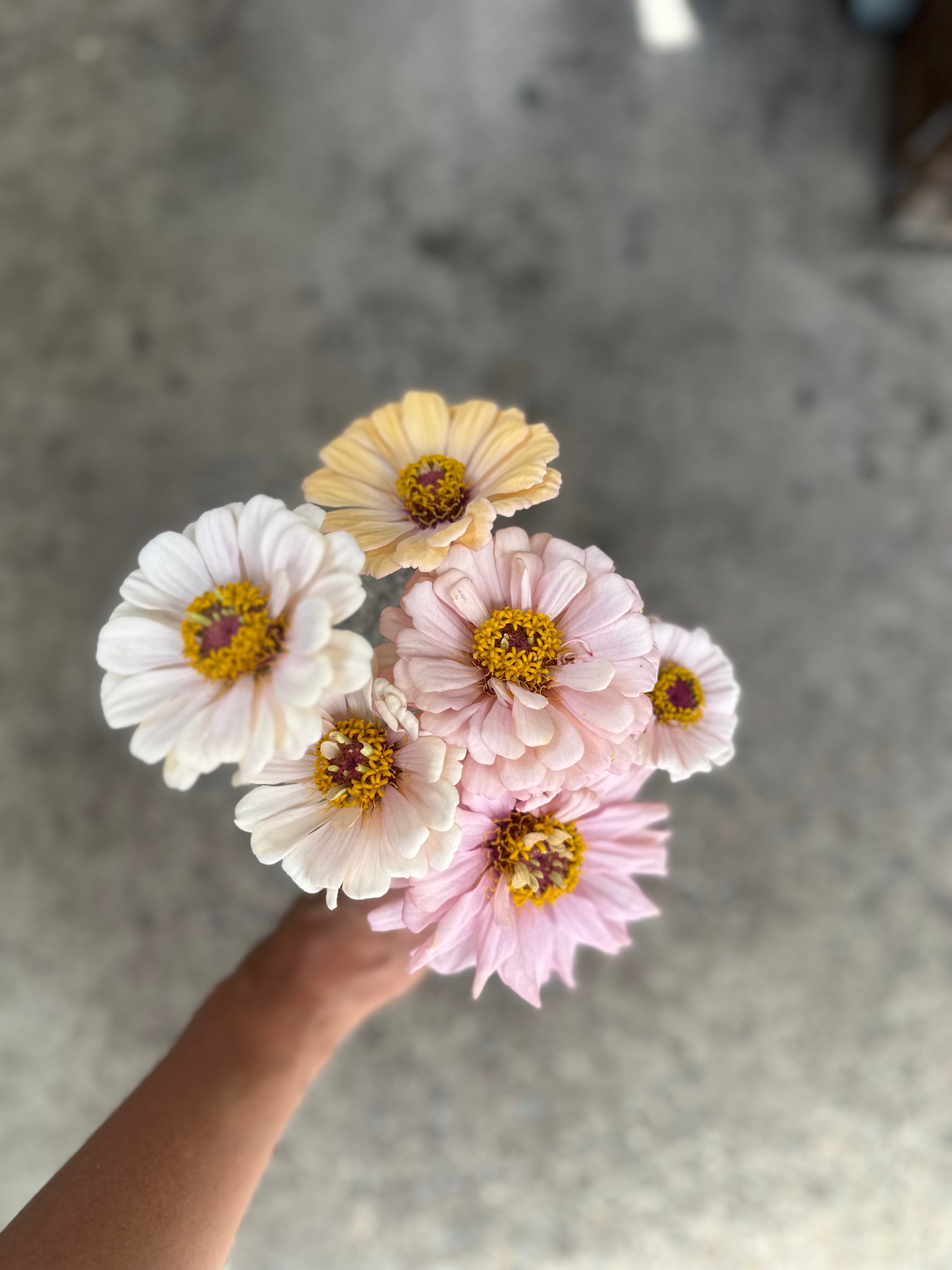 Cut Flower GF x 2nd Gen Floret Zinnia Seedlings