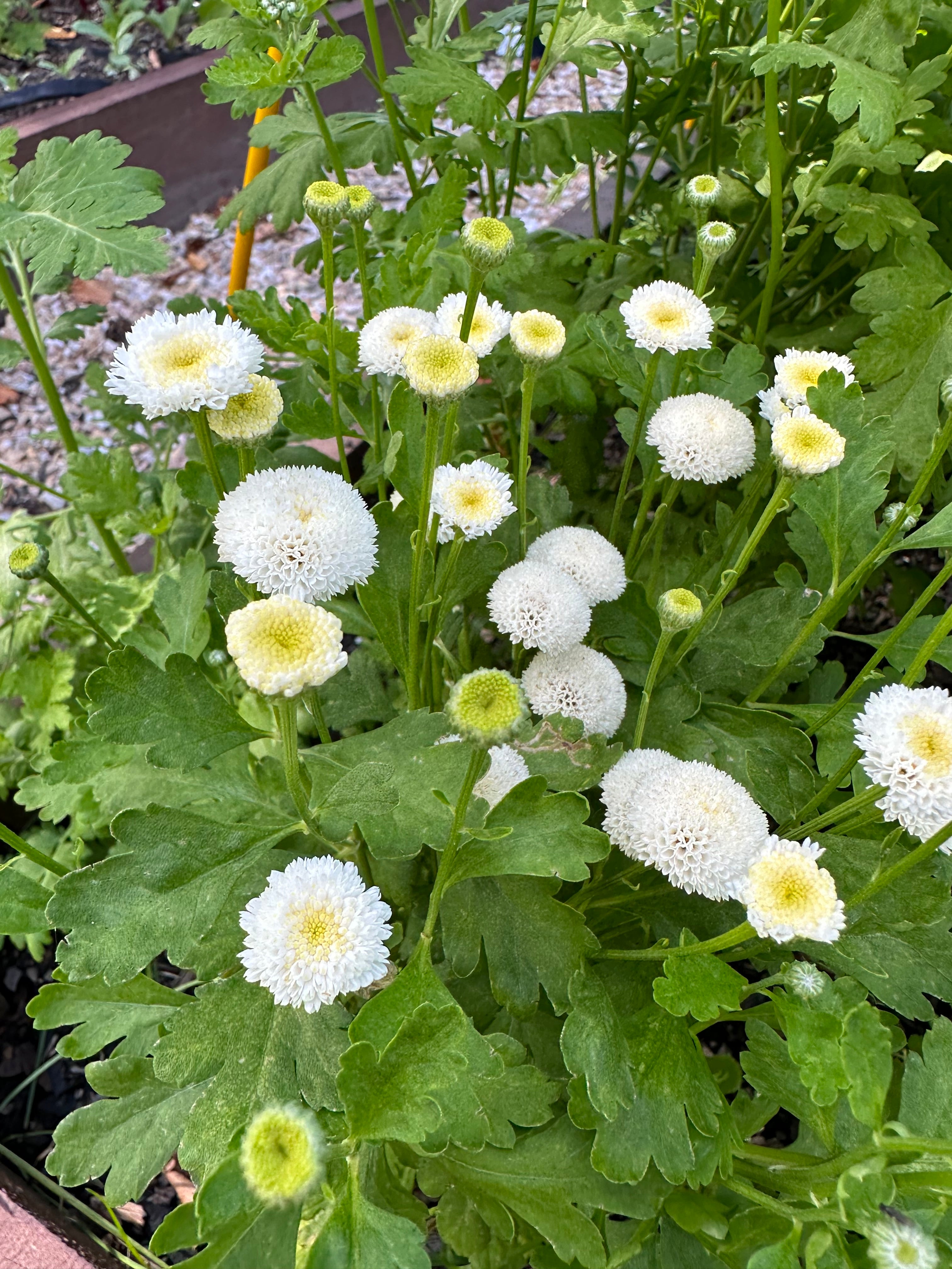 Cut Flower Matricaria Seedling Pack