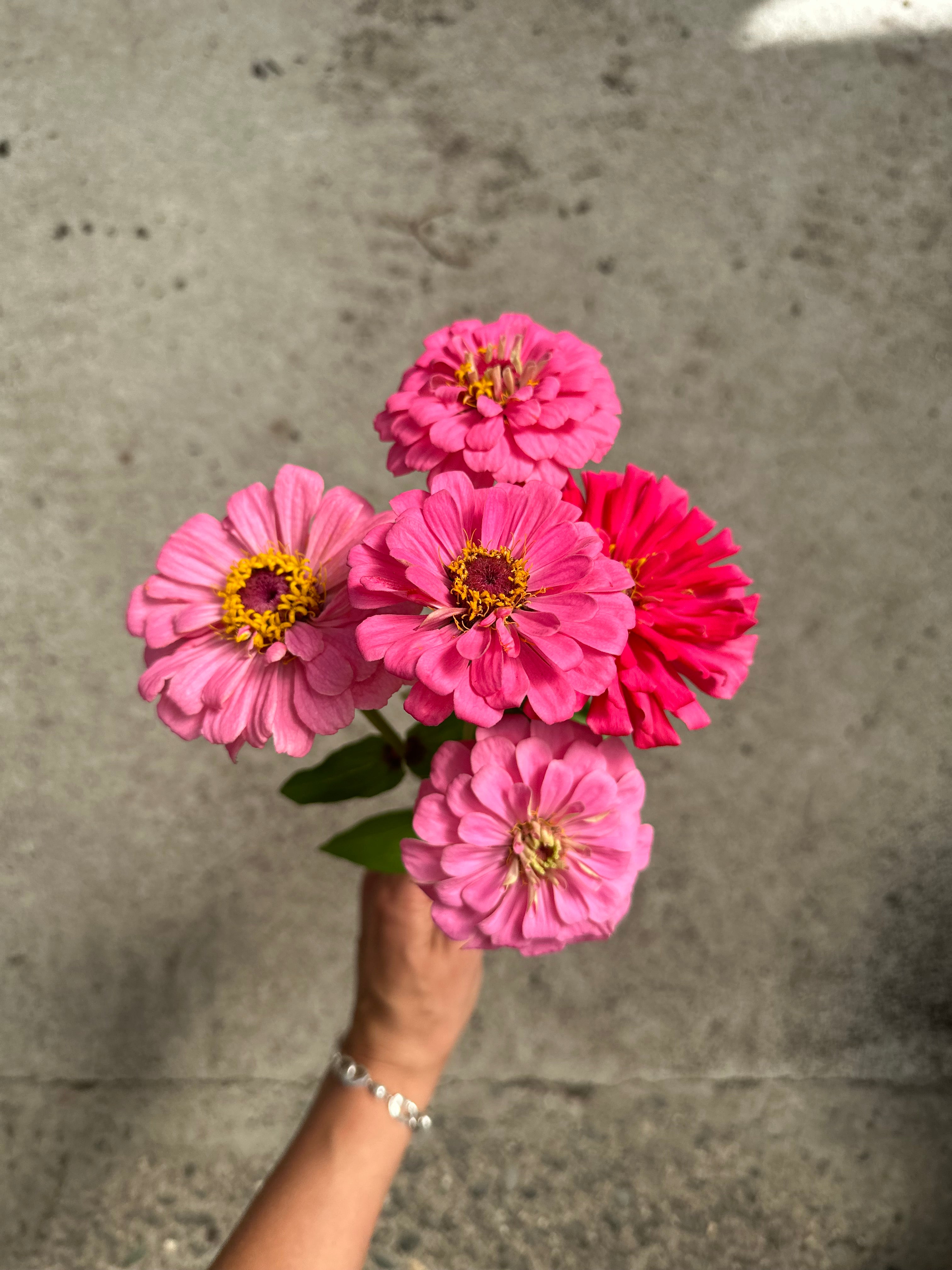 Cut Flower Zinnia Bubblegum Seedling Pack
