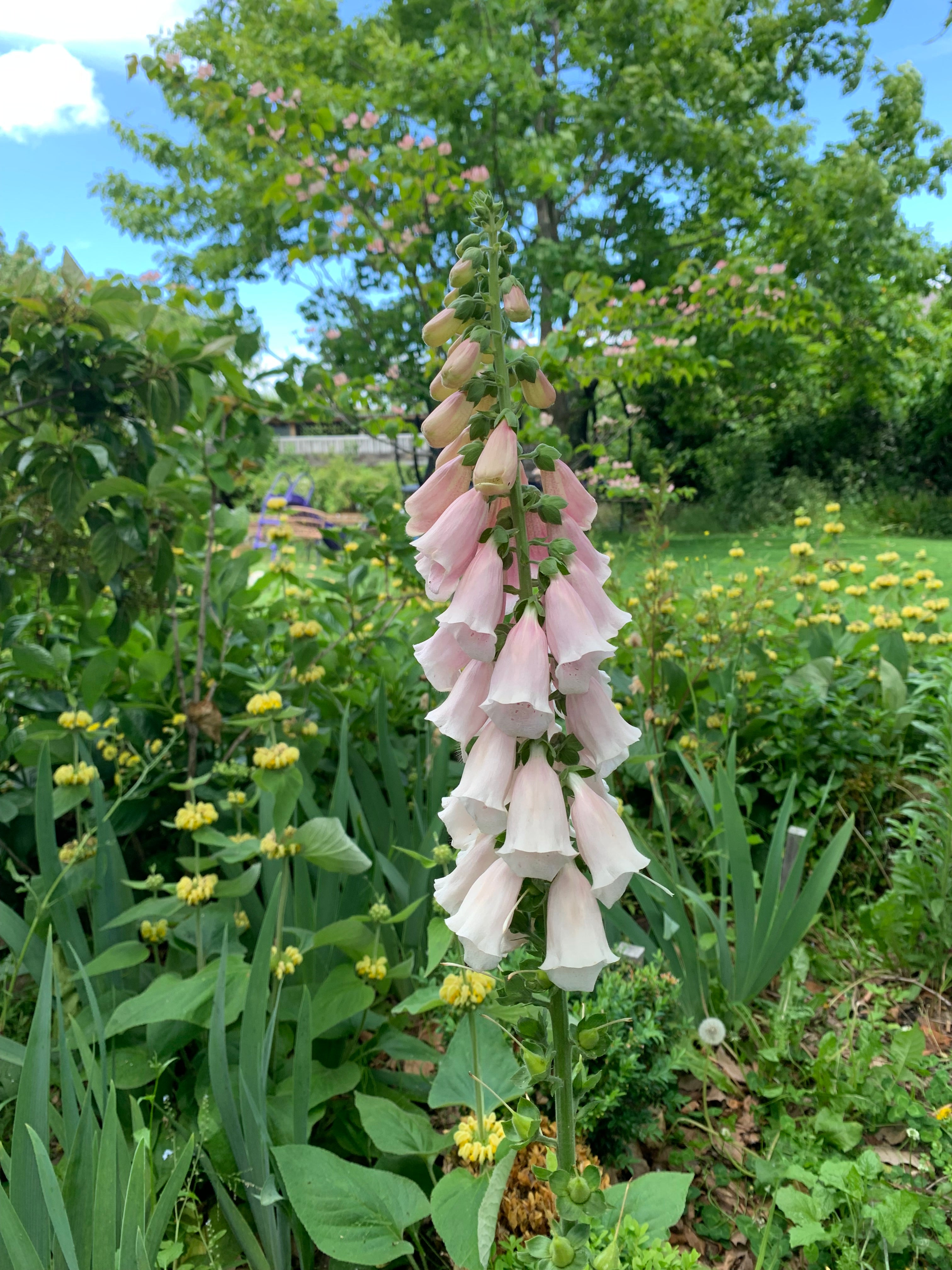 Cut Flower Foxglove Fairy Mix Seedling Pack