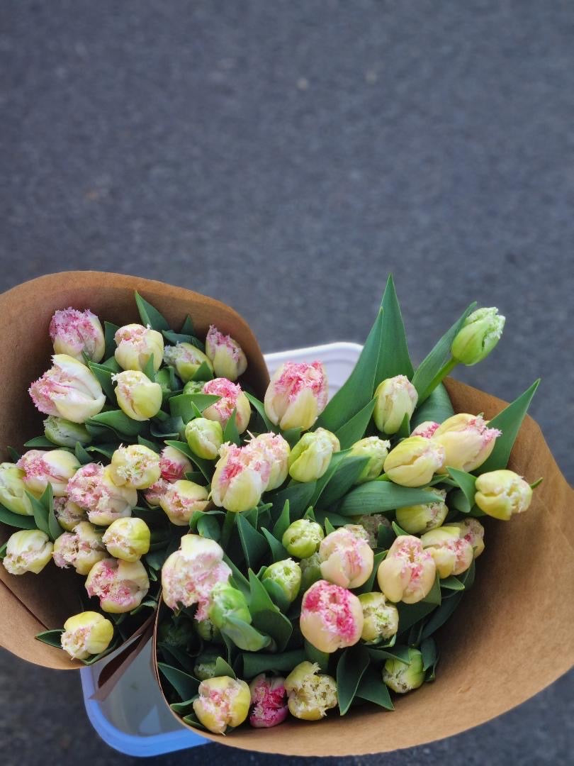 Tulip New Diva Collection 60 Bulb Pack