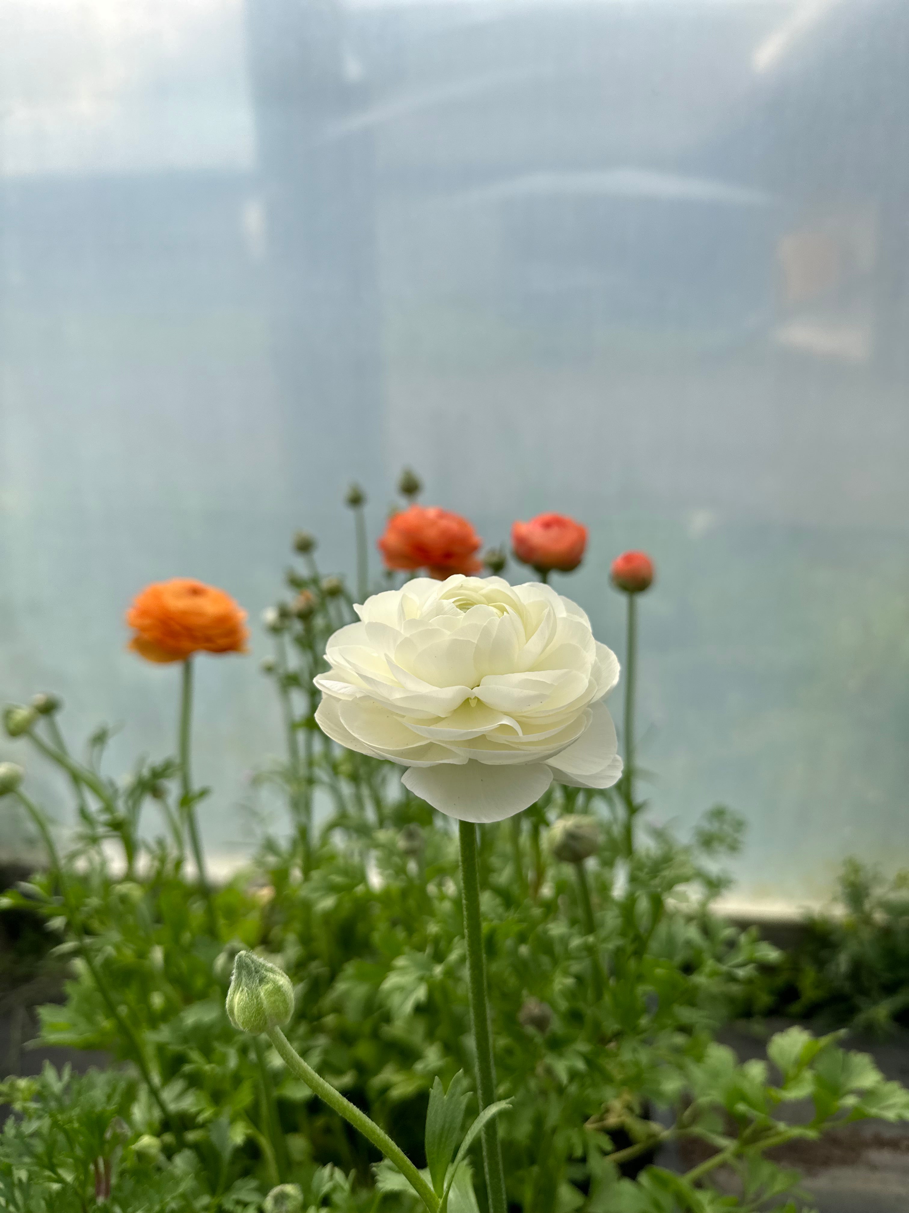 Cut Flower Ranunculus French Amandine White Seedling Pack