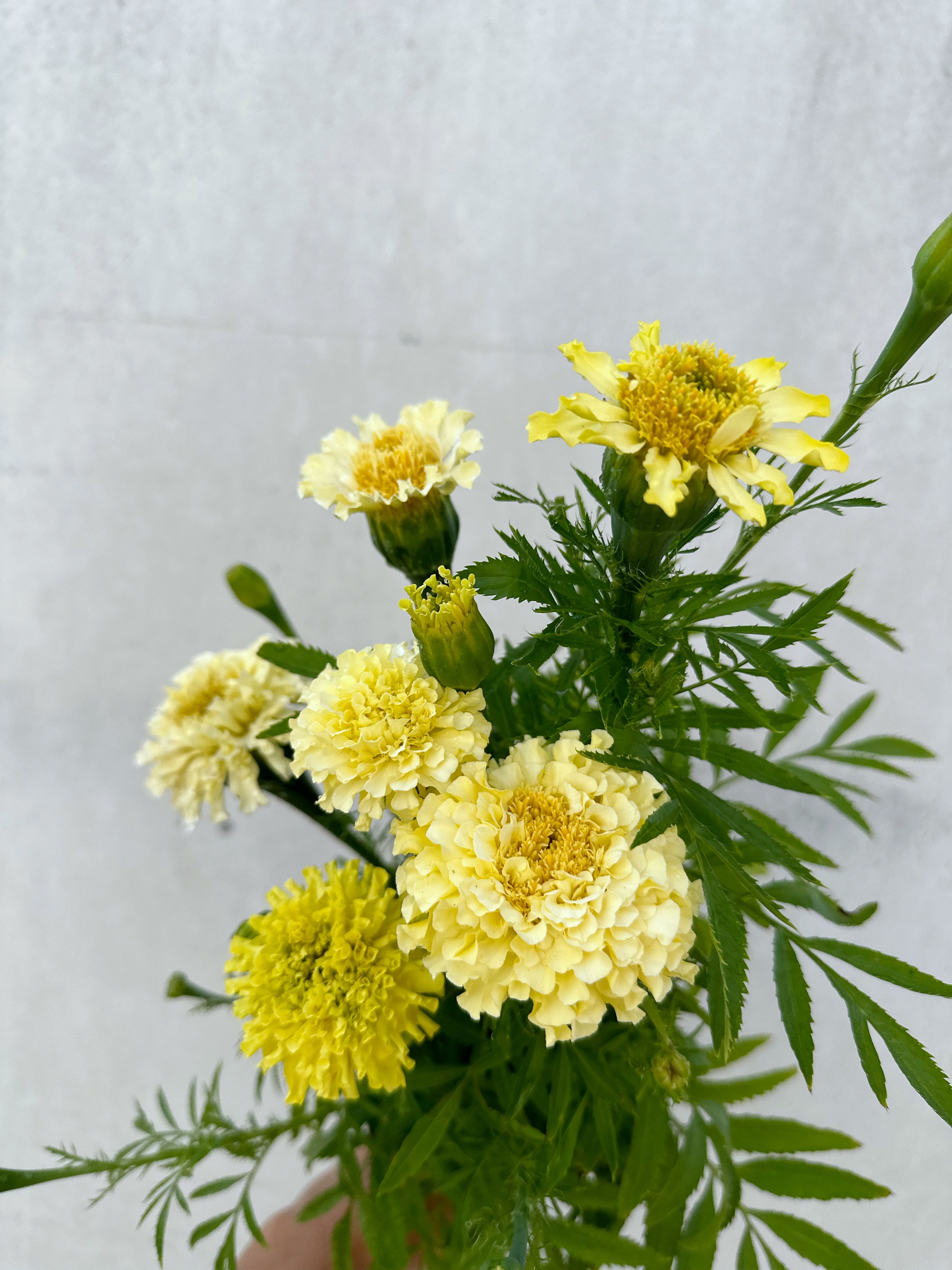Cut Flower Marigold Kilimanjaro Seedlings