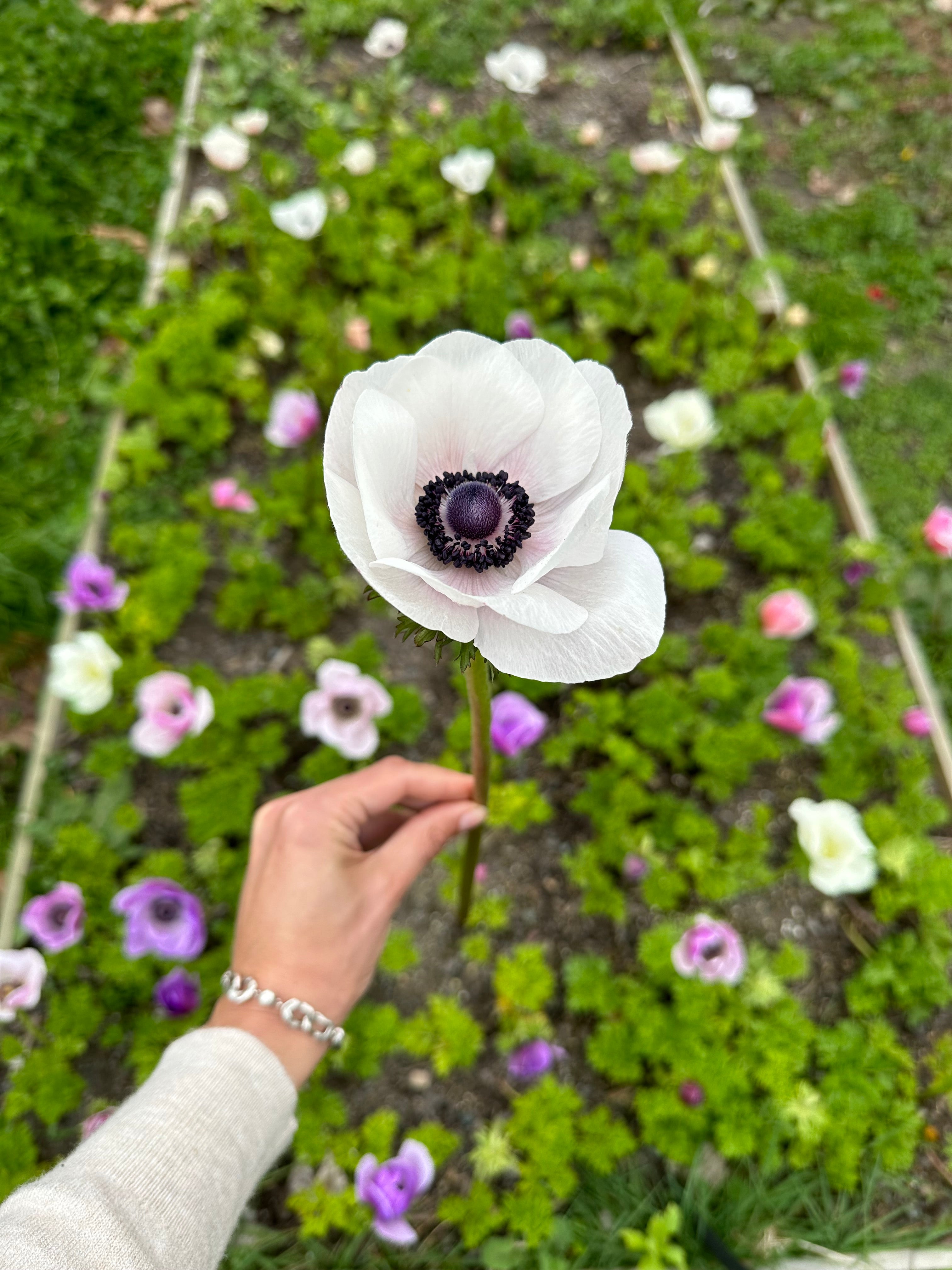 Cut Flower Anemone Mistral Panda Seedling Pack