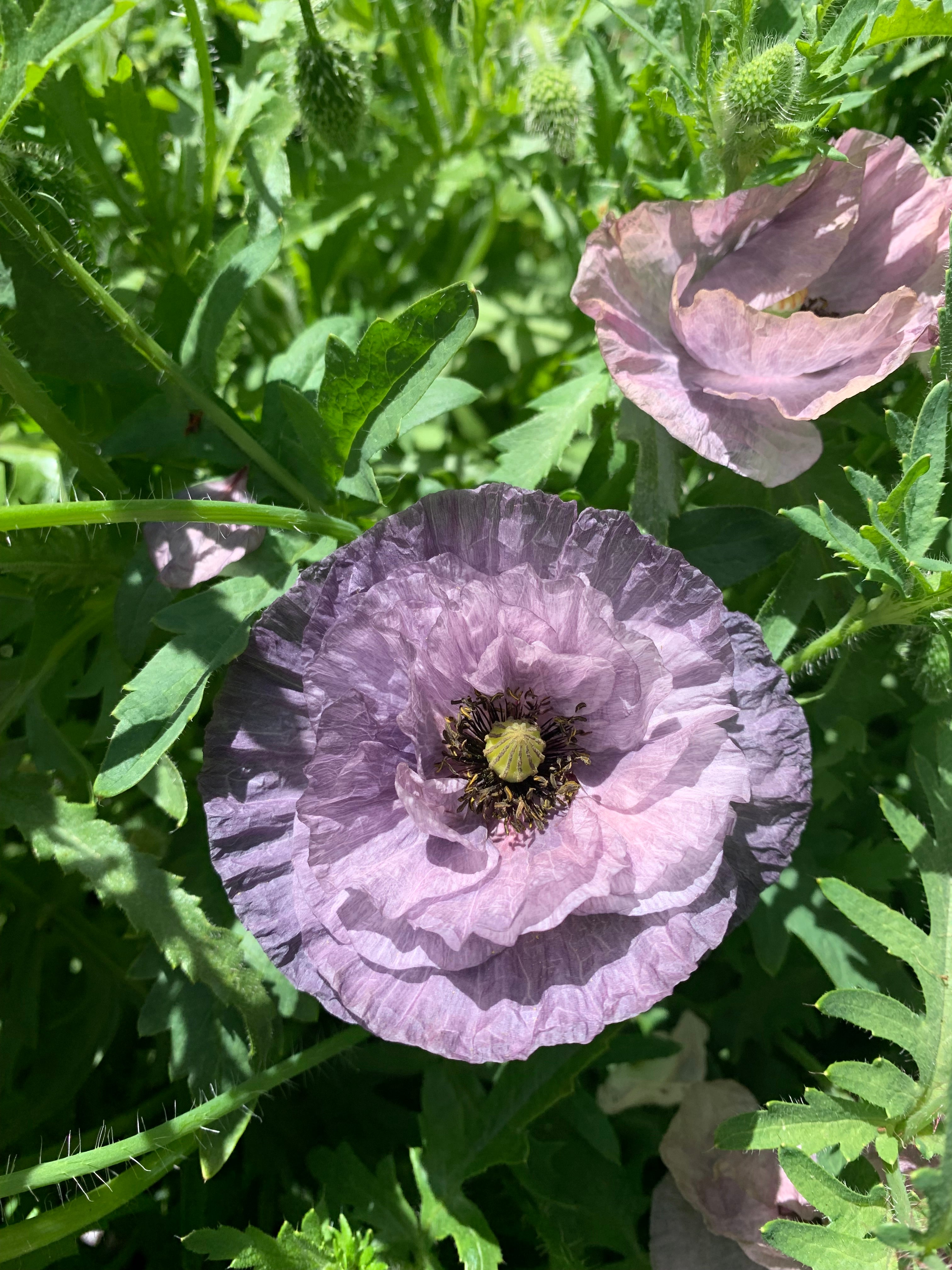 Cut Flower Poppy Amazing Grey Seedling Pack