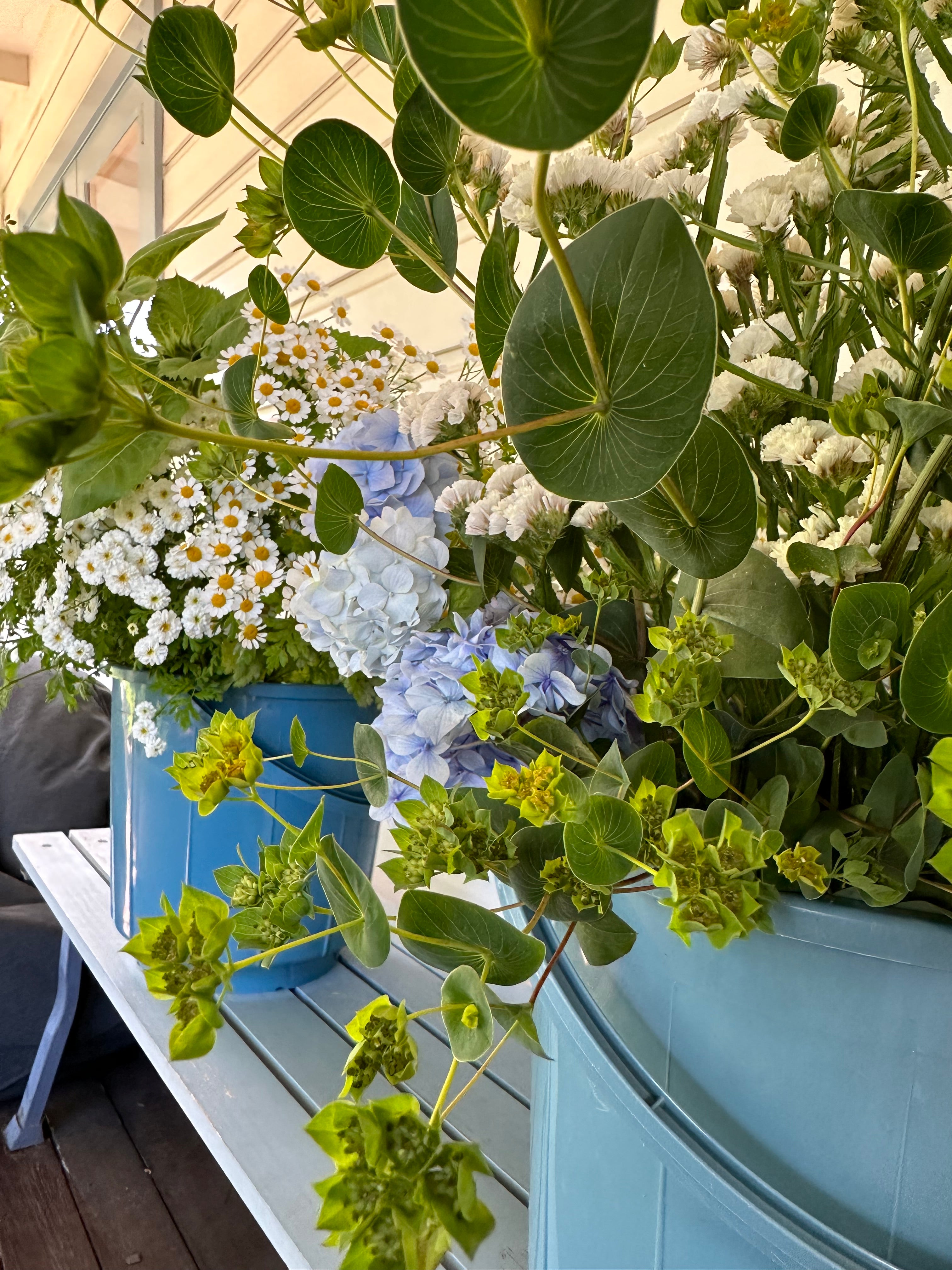 Cut Flower Bupleurum Griffithi Seedling Pack
