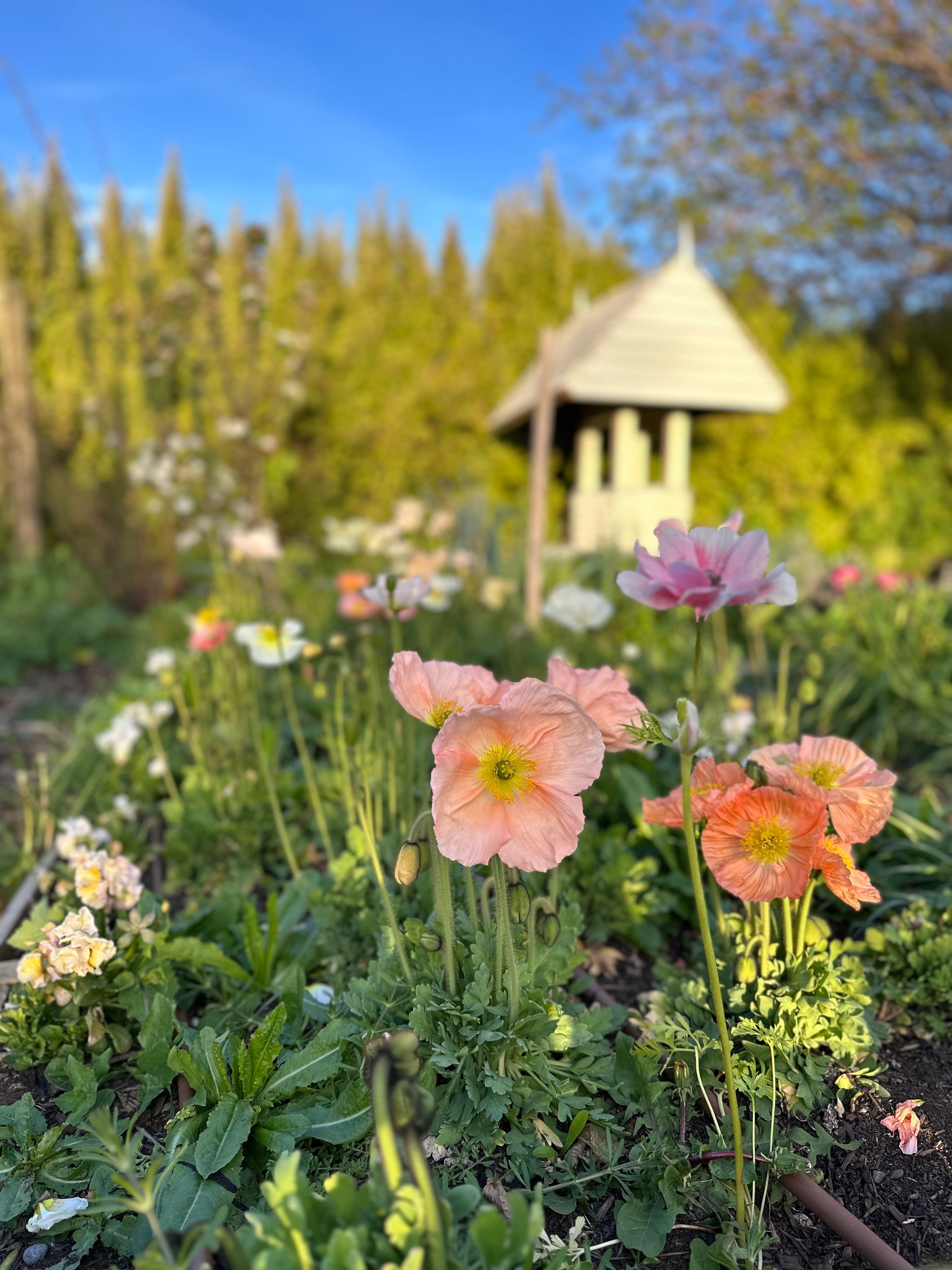 Cut Flower Icelandic Poppy Gray Floral Pastels Seedling Pack