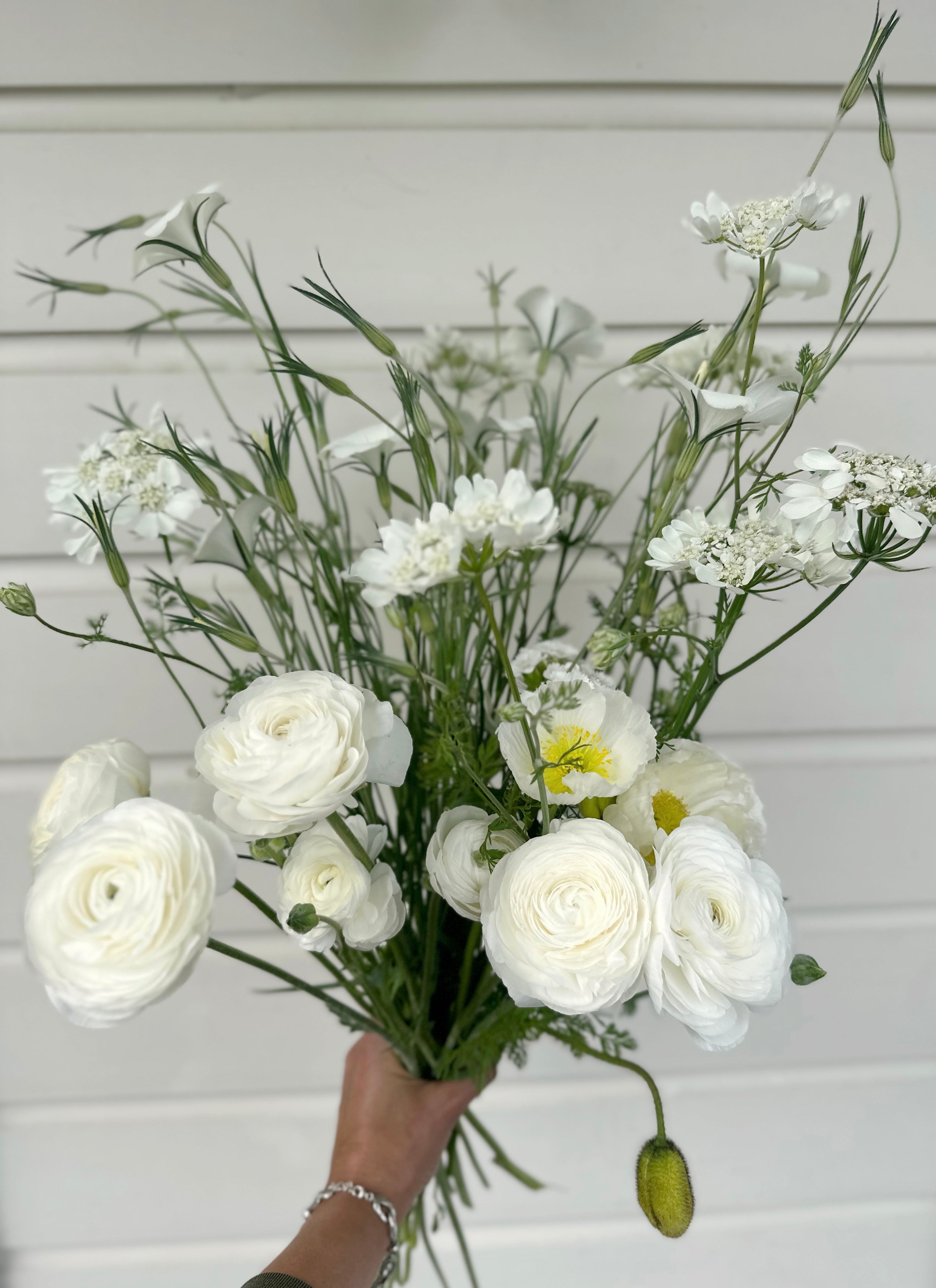 Cut Flower Ranunculus French Amandine White Seedling Pack