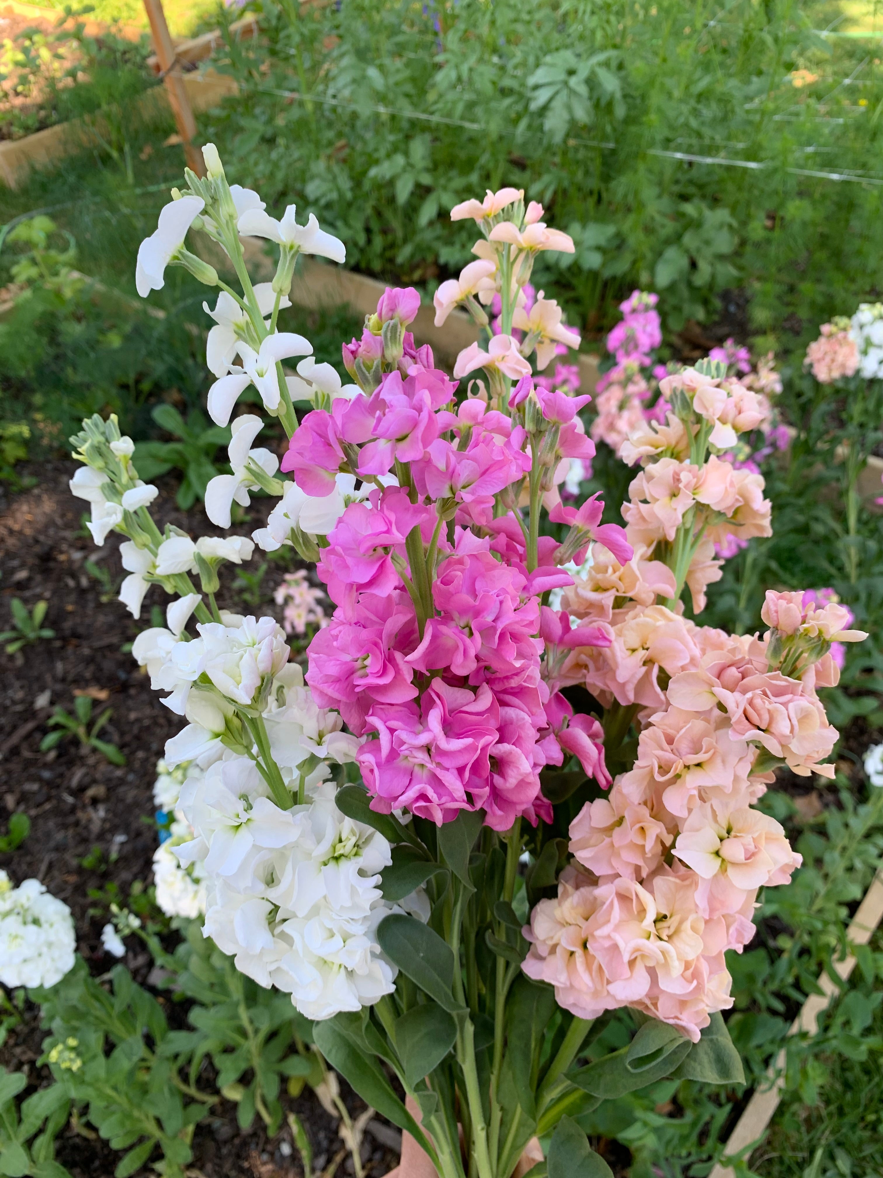 Cut Flower Katz Stock 12 Seedling Pack