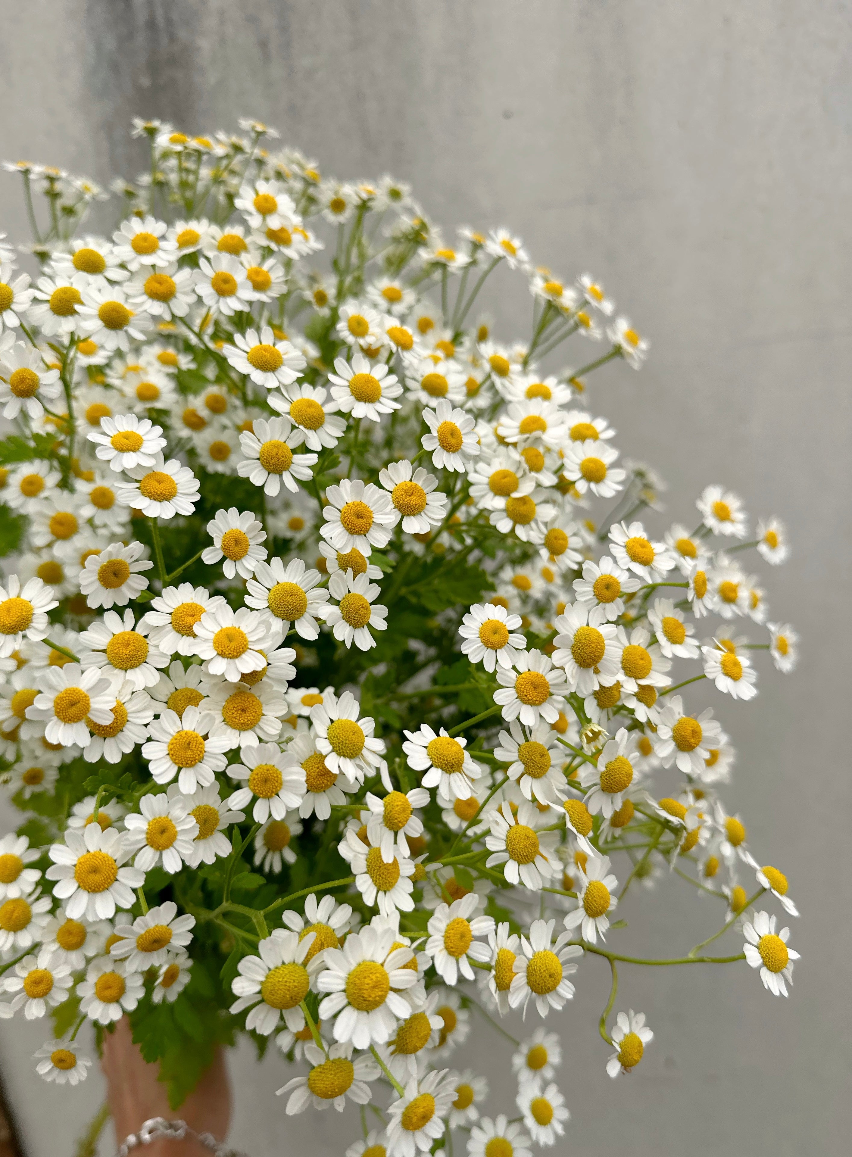 Cut Flower Matricaria Seedling Pack