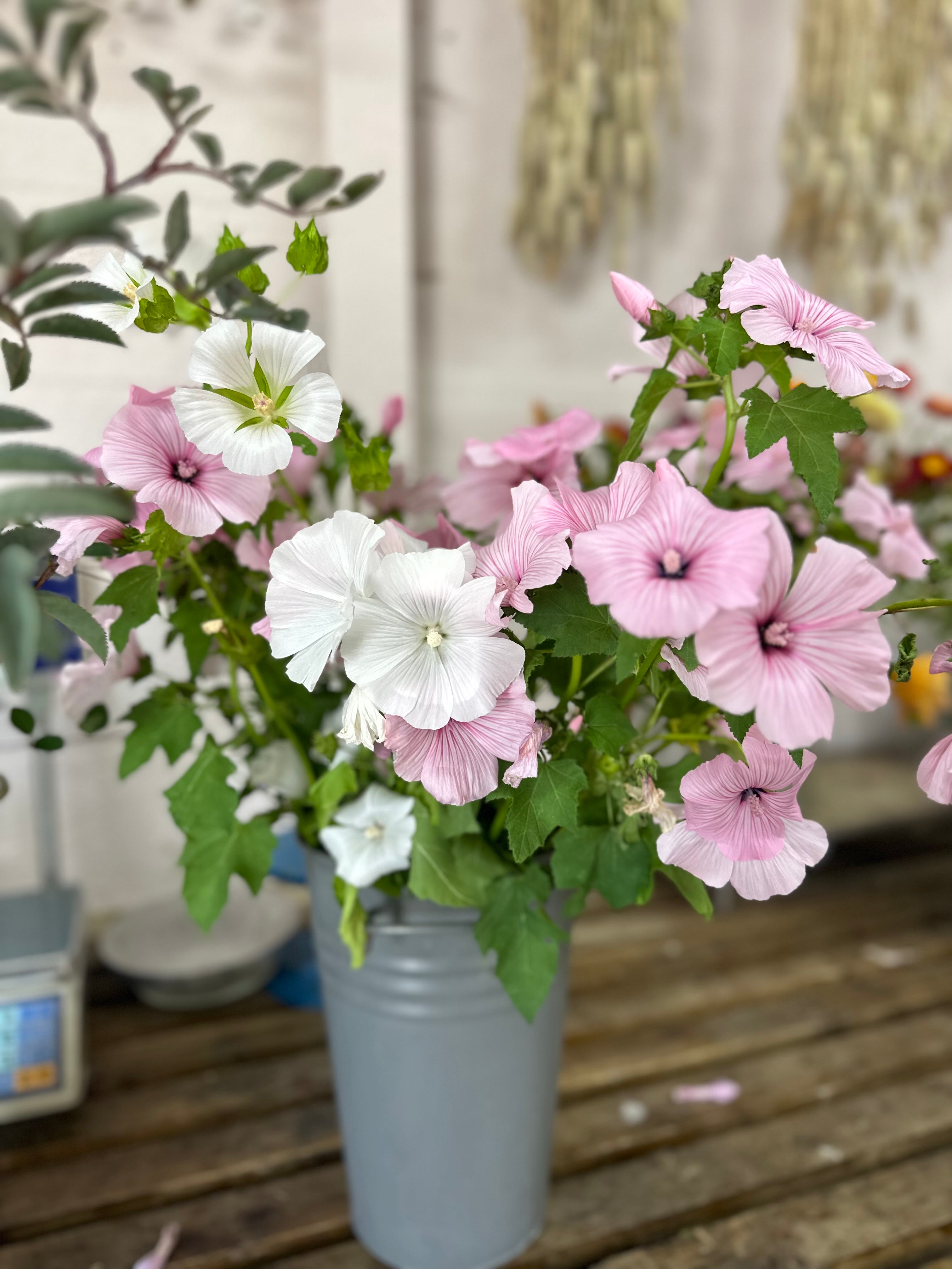 Cut Flower Lavatera 'Green & Gorgeous' Seedling Pack