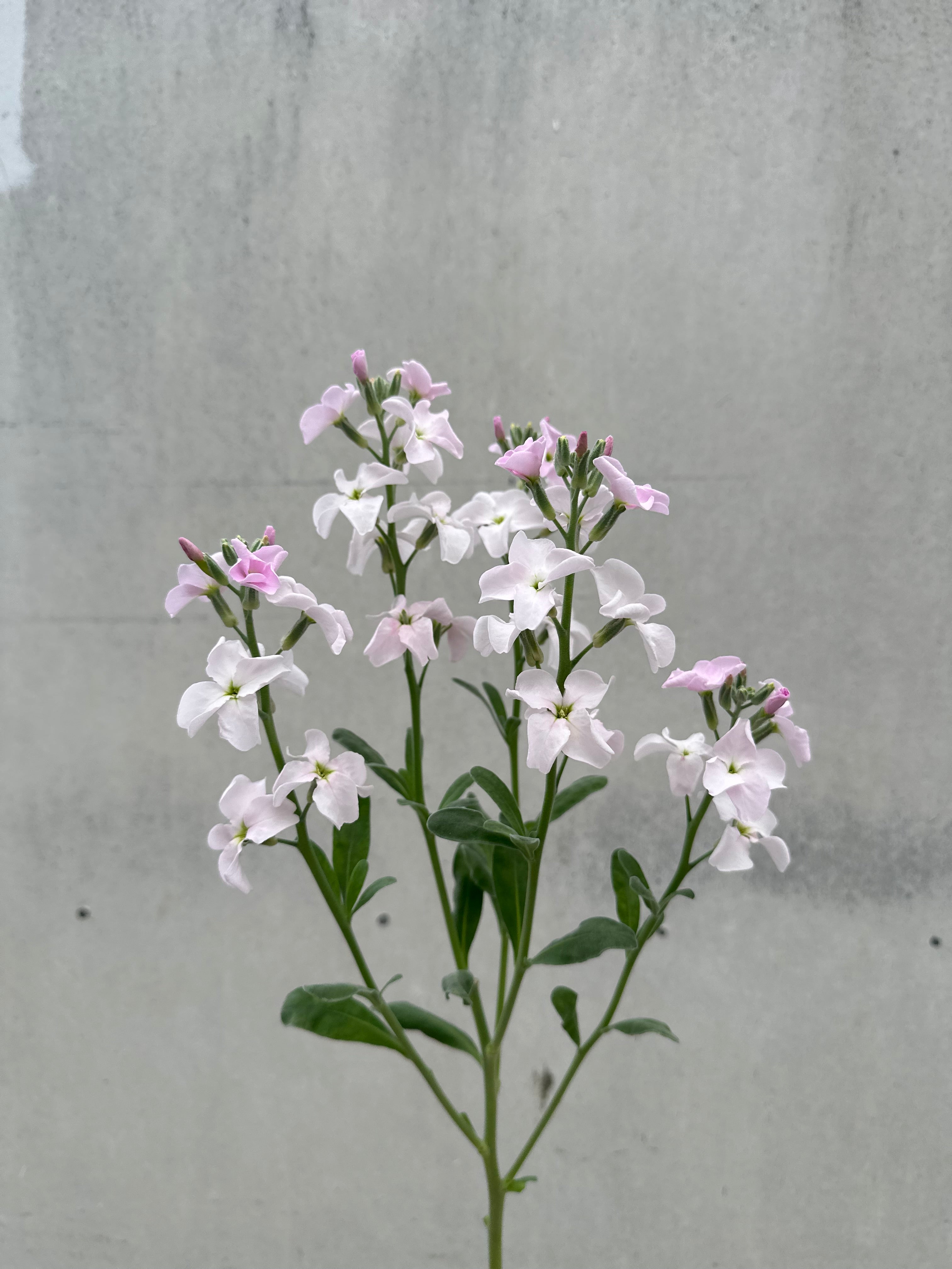 Cut Flower Stock Quartet Pastel Seedling Pack