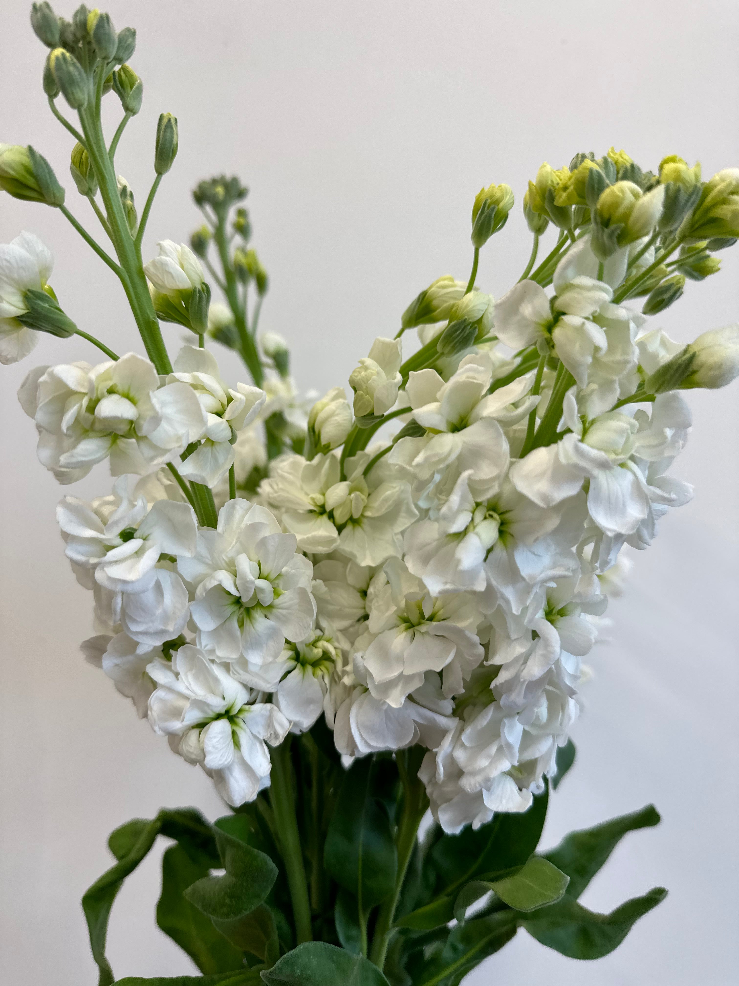 Cut Flower Katz Stock 12 Seedling Pack