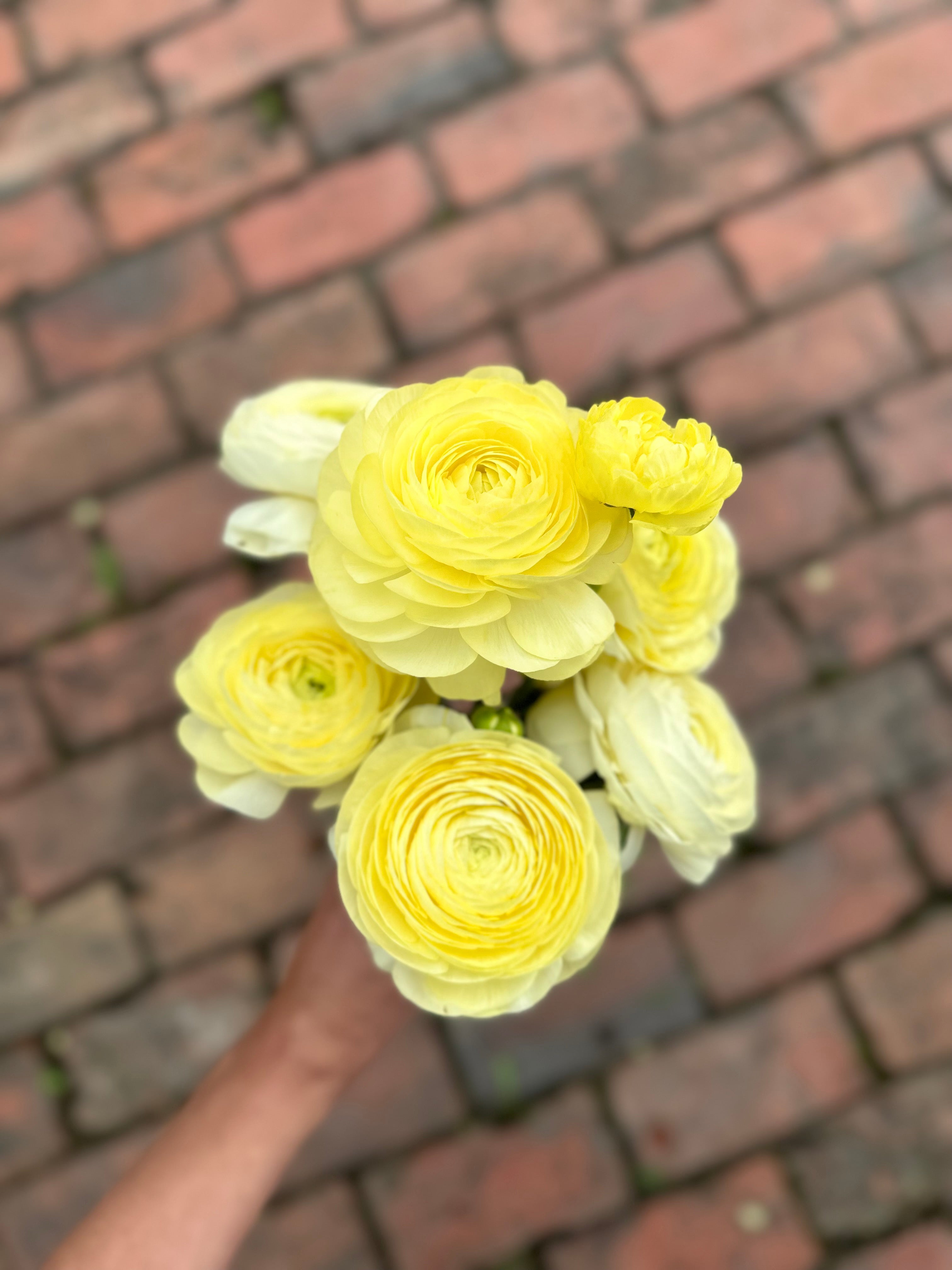 Cut Flower Ranunculus - 2nd Year Plants