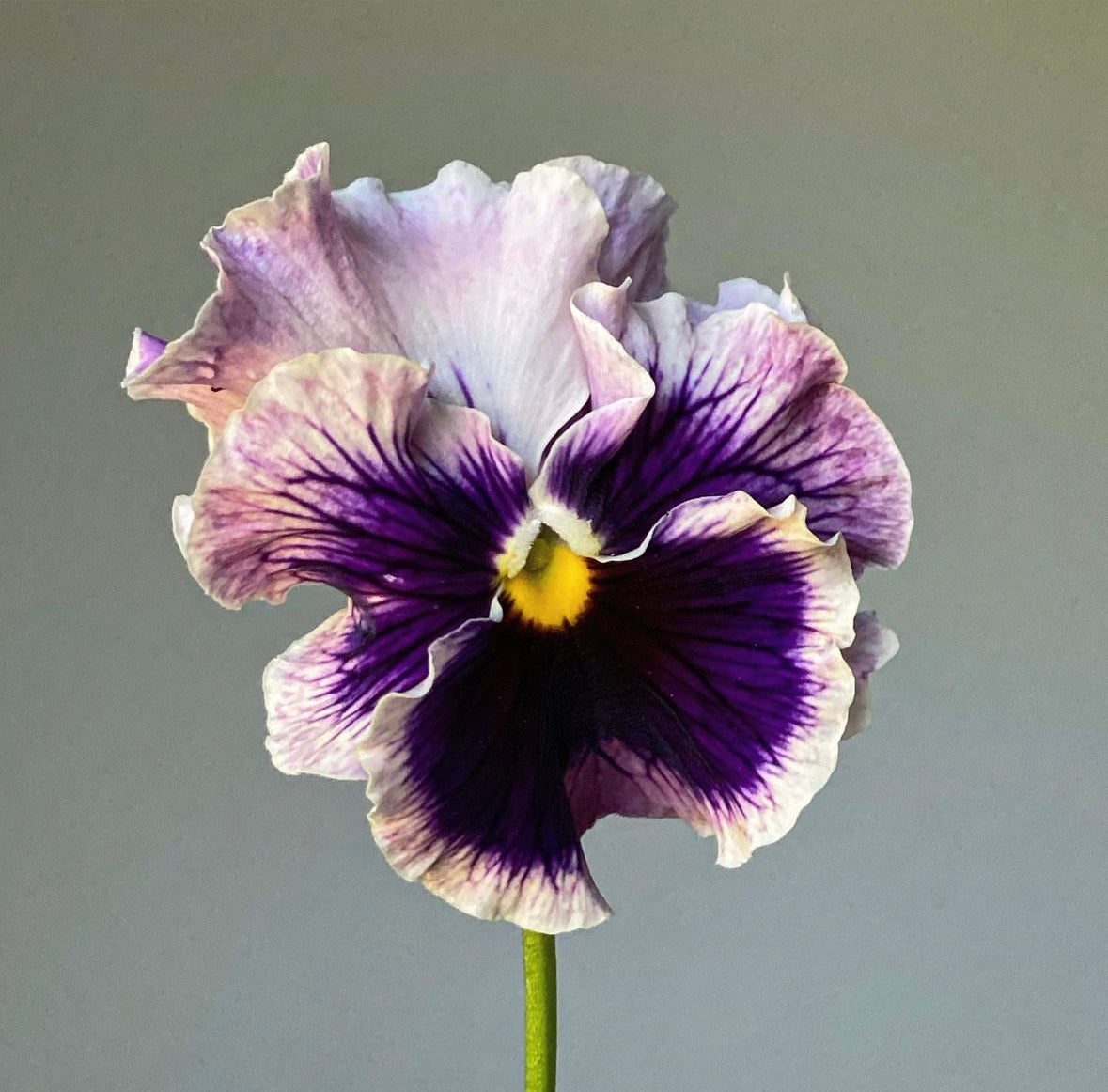 Cut Flower Pansy Seedlings - 12 Plant Pack