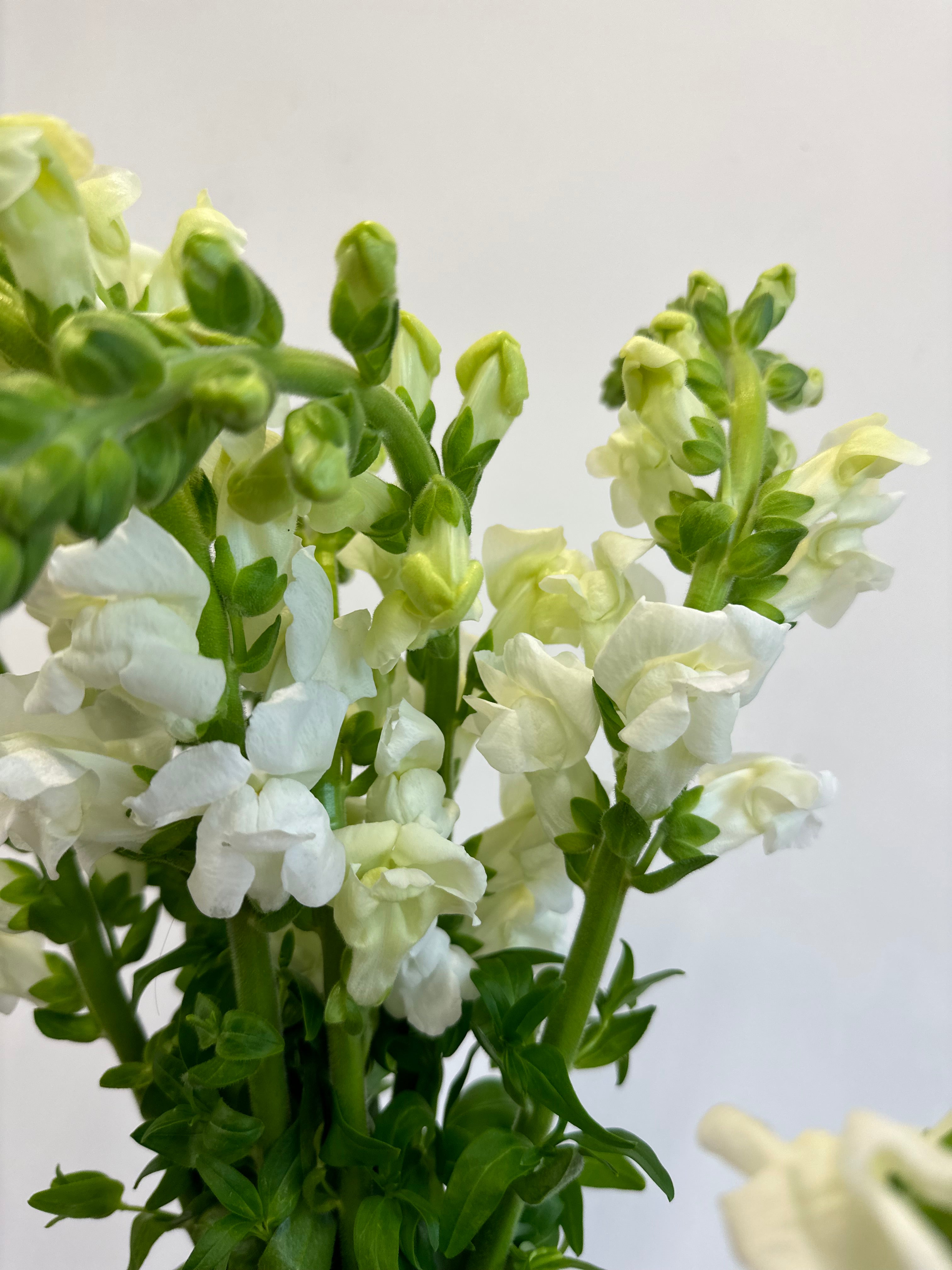 Cut Flower Snapdragron Costa Series Seedling Pack