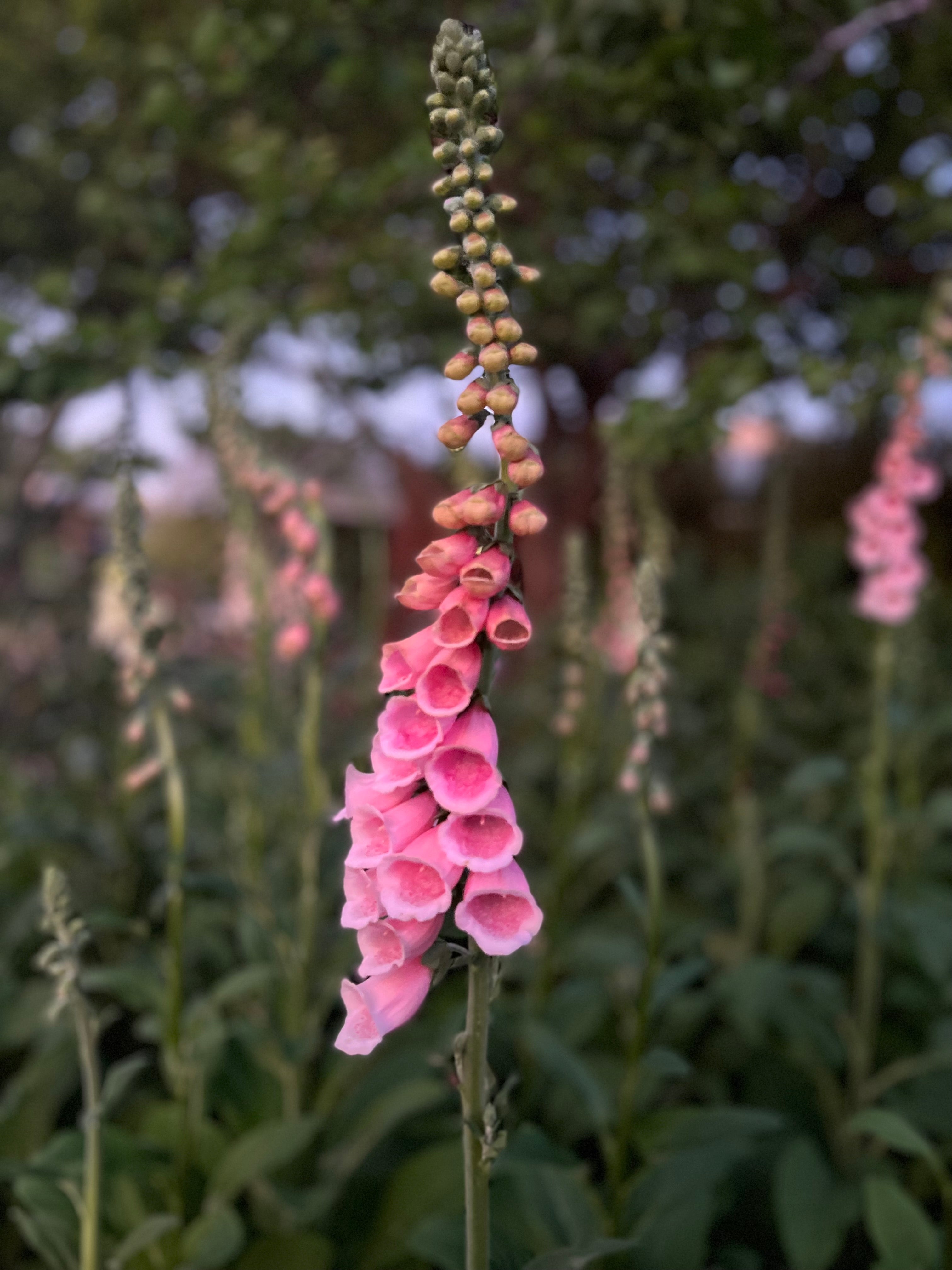 Cut Flower Foxglove Sutton's Apricot Seedling Pack