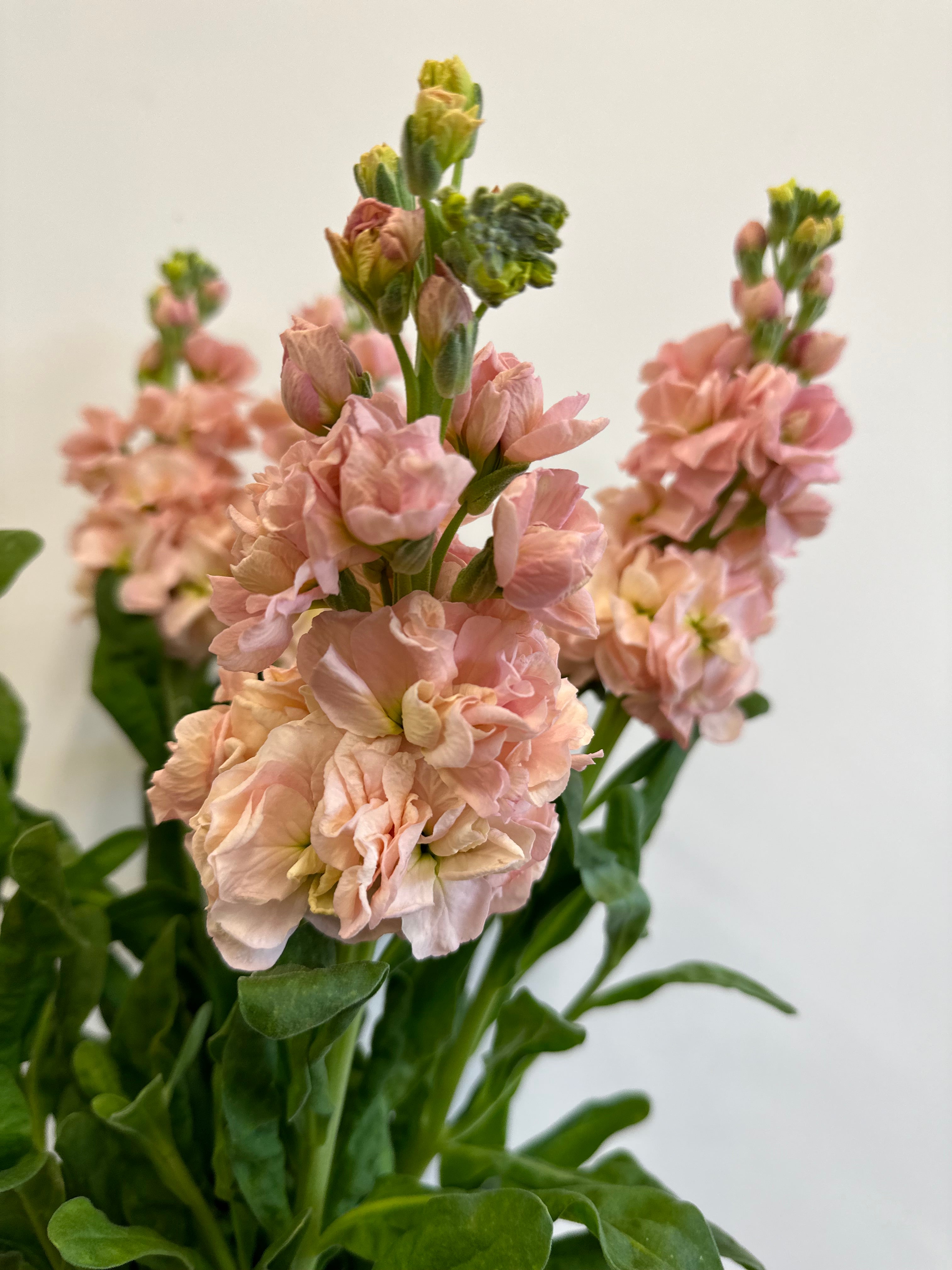 Cut Flower Katz Stock 12 Seedling Pack