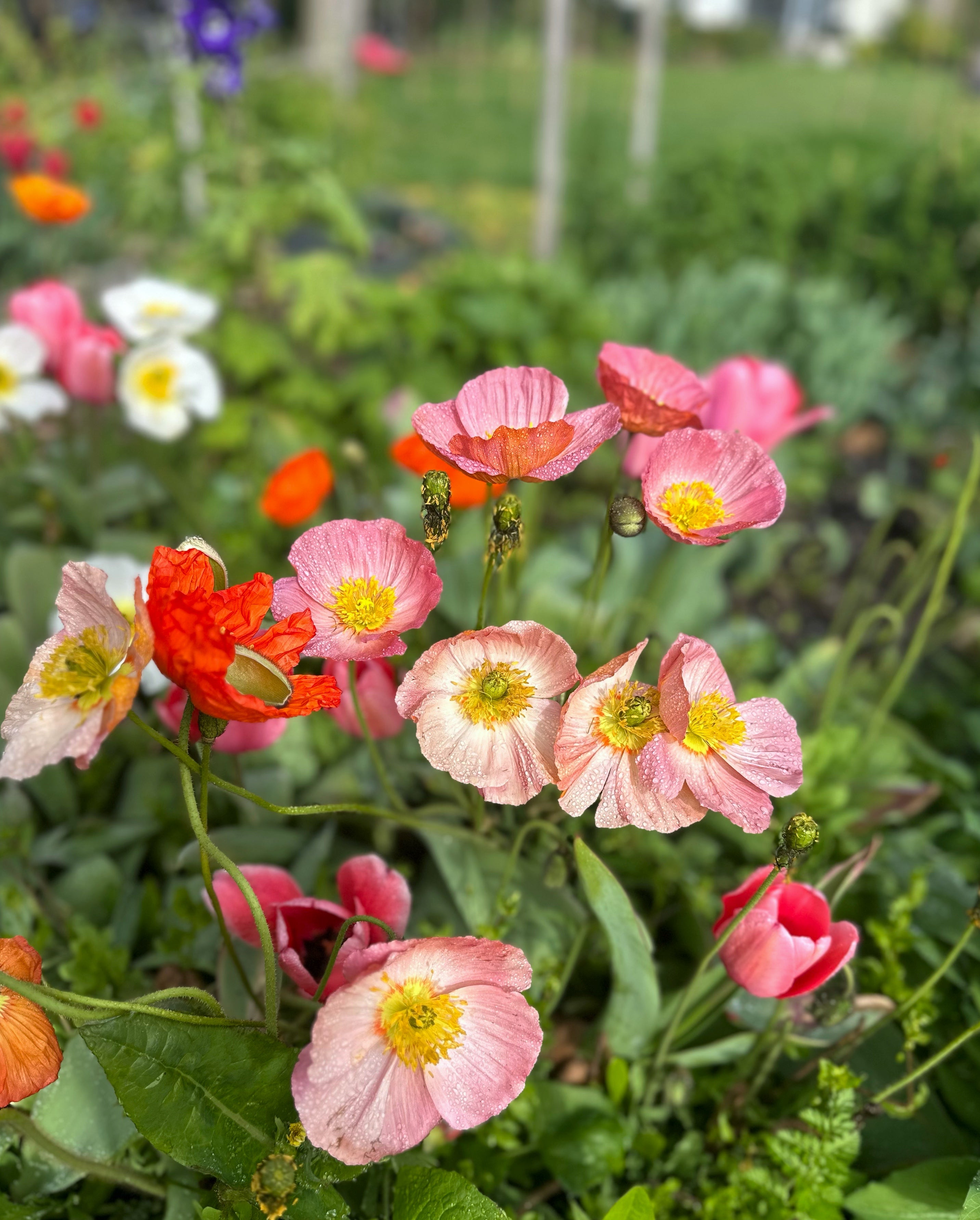Cut Flower Icelandic Poppy Springsong Seedling Pack