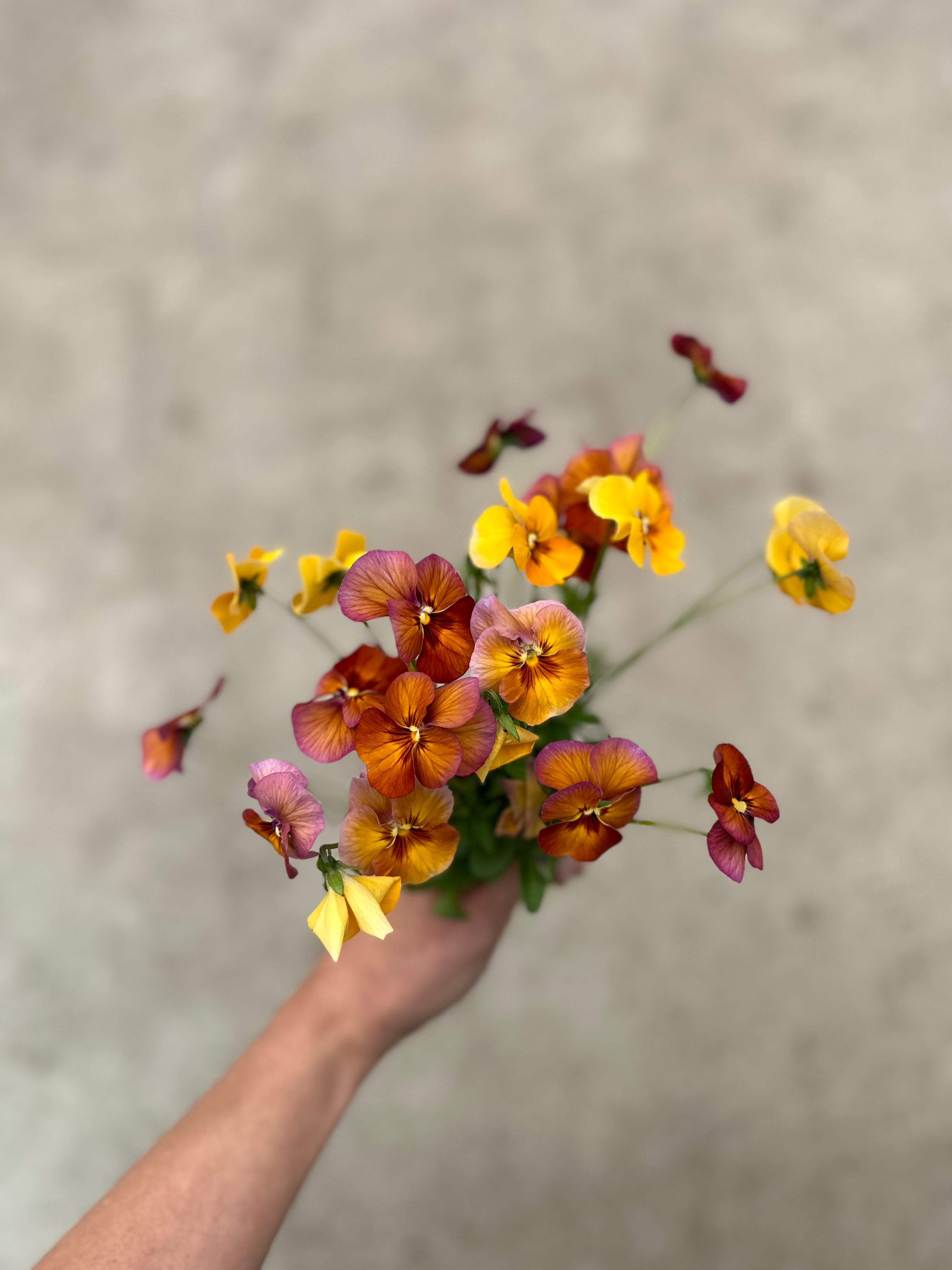 Pansy Nature Antique Shades Seedling Pack