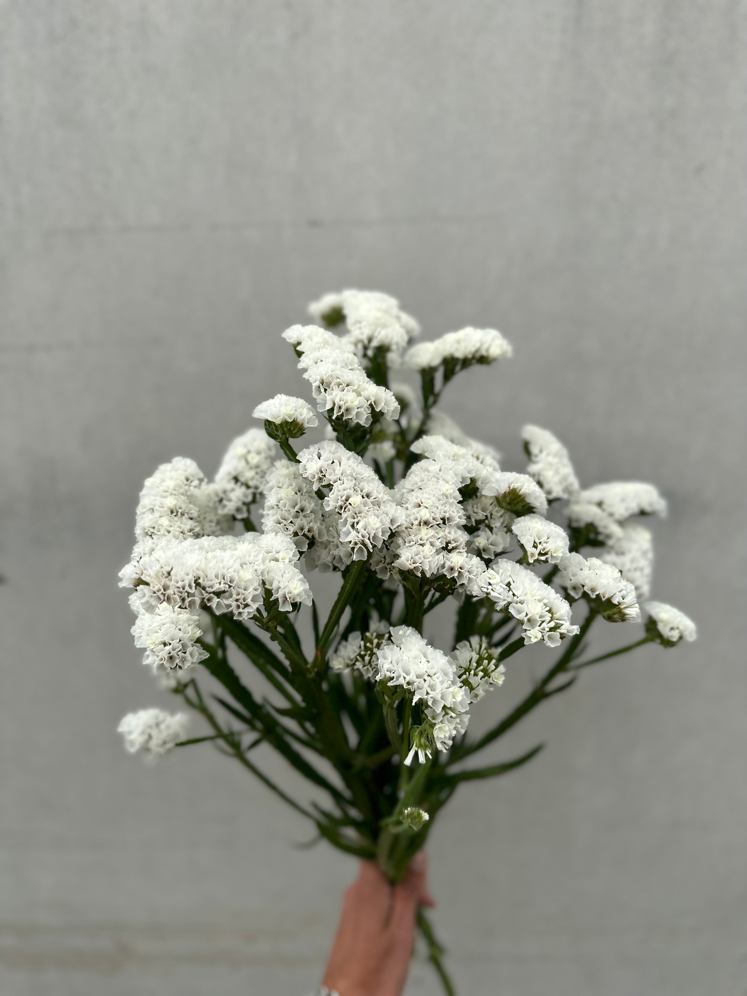 Cut Flower Statice Seedling Pack