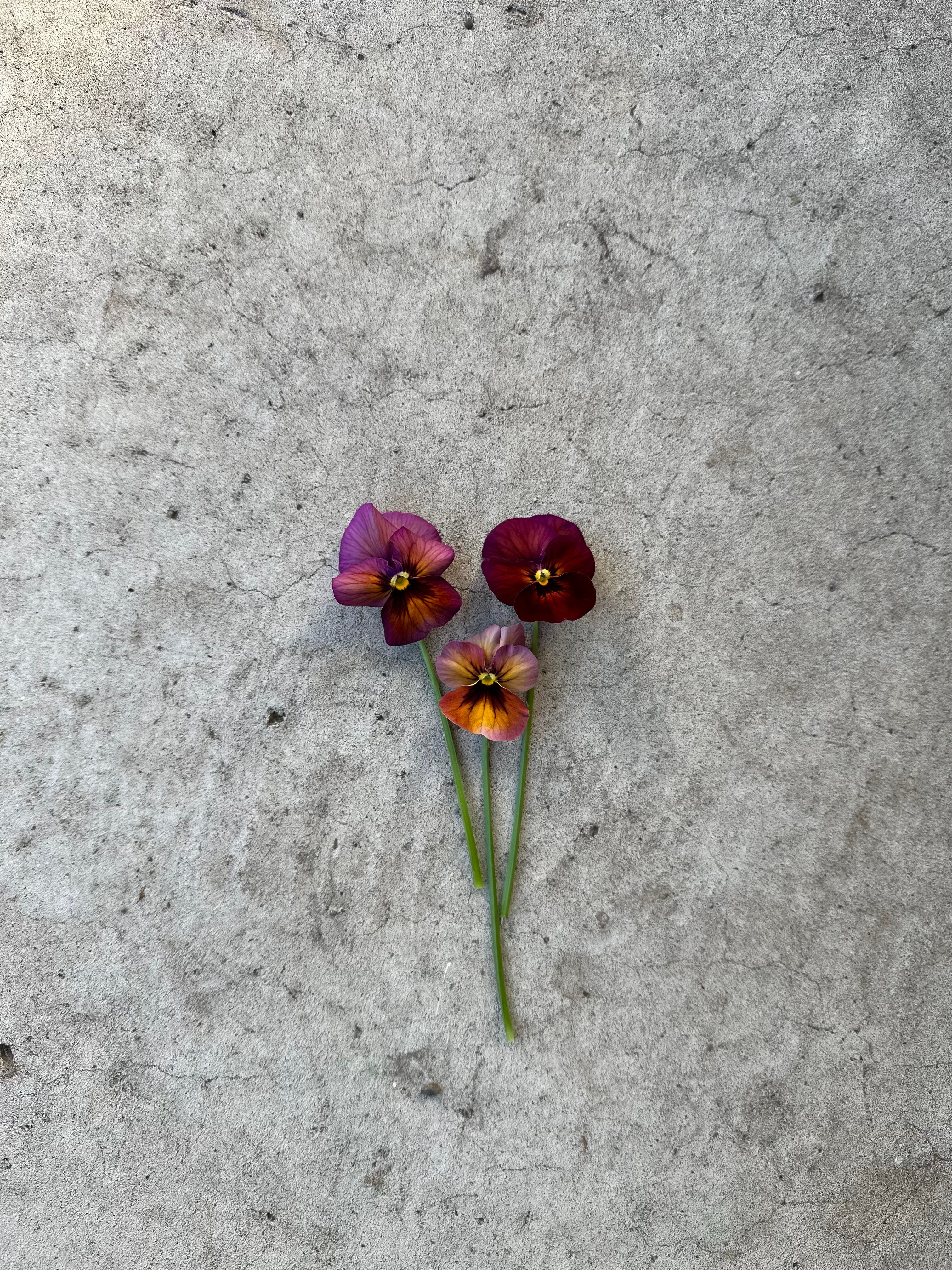 Pansy Nature Mulberry Shades Seedling Pack