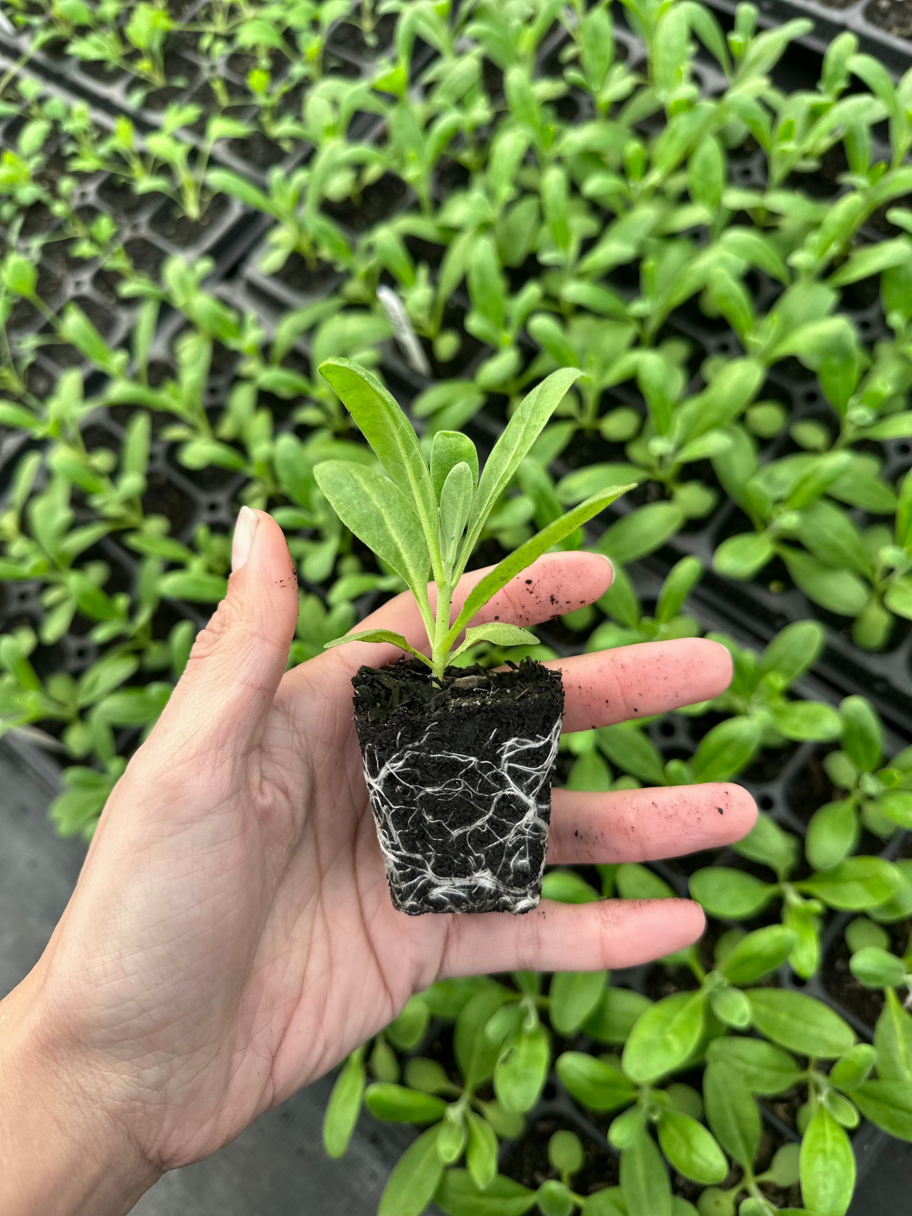Cut Flower Stock Quartet Pastel Seedling Pack