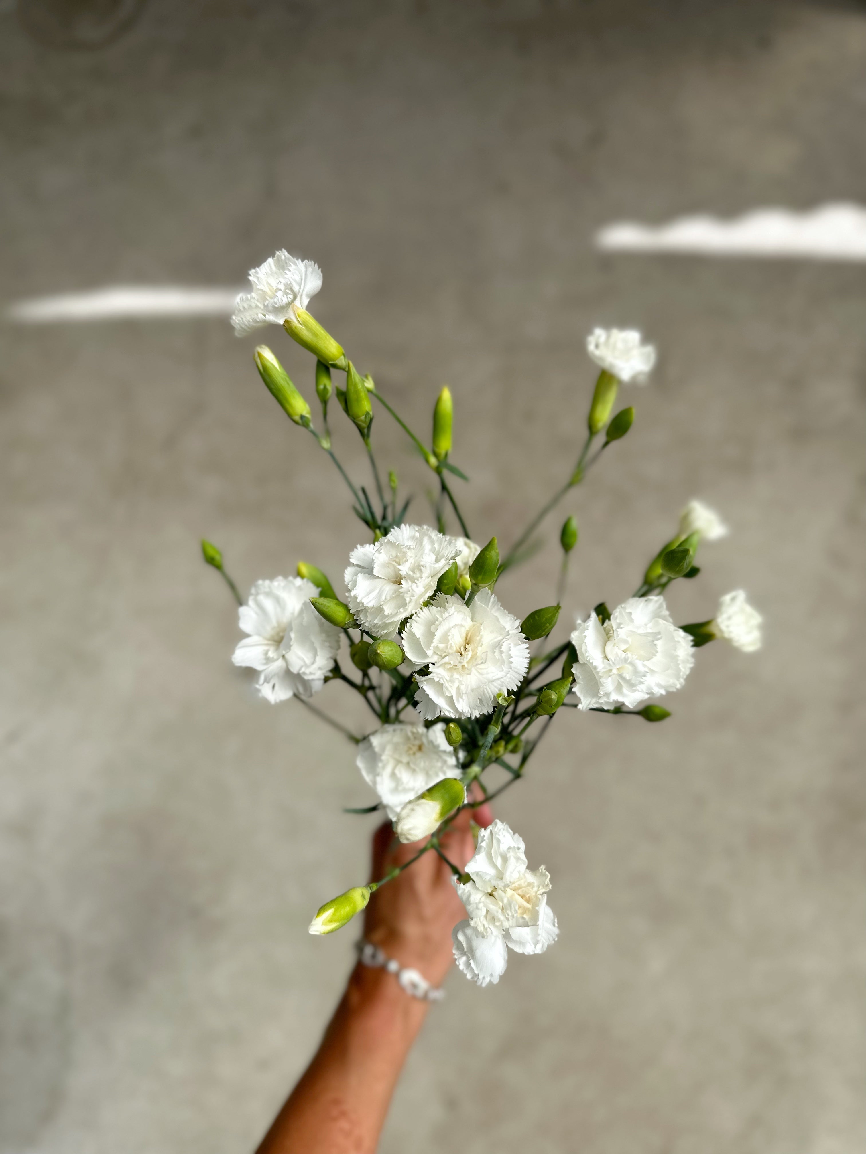Cut Flower Carnation Chabaud Seedling Pack
