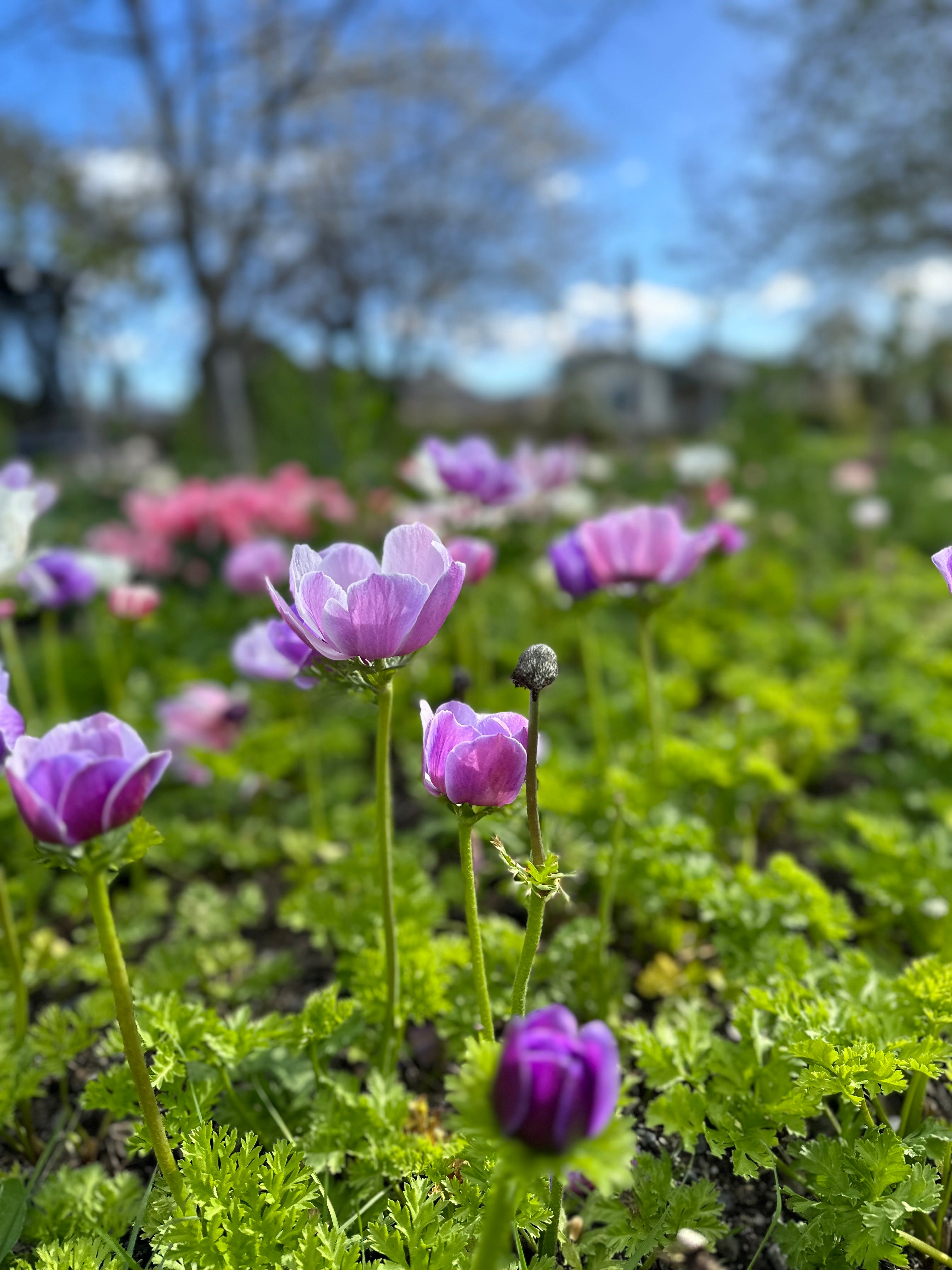 Cut Flower Anemone Mistral Rarity Seedling Pack