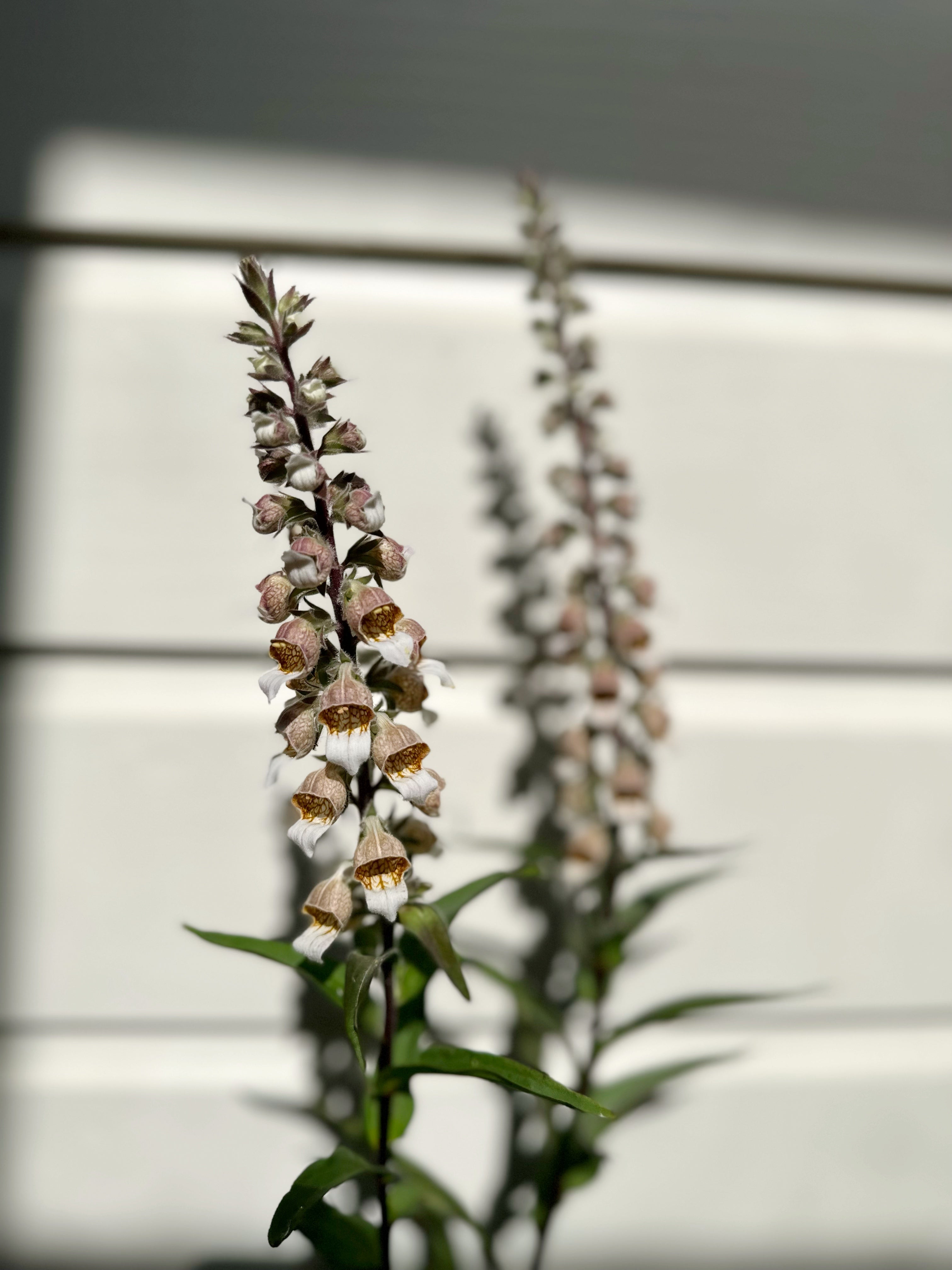 Cut Flower Foxglove Fairy Mix Seedling Pack