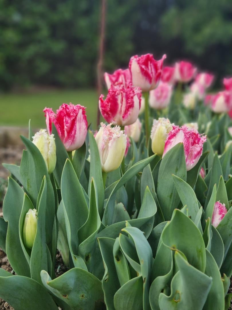 Tulip New Diva Collection 60 Bulb Pack