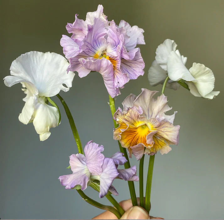 Cut Flower Pansy Seedlings - 12 Plant Pack