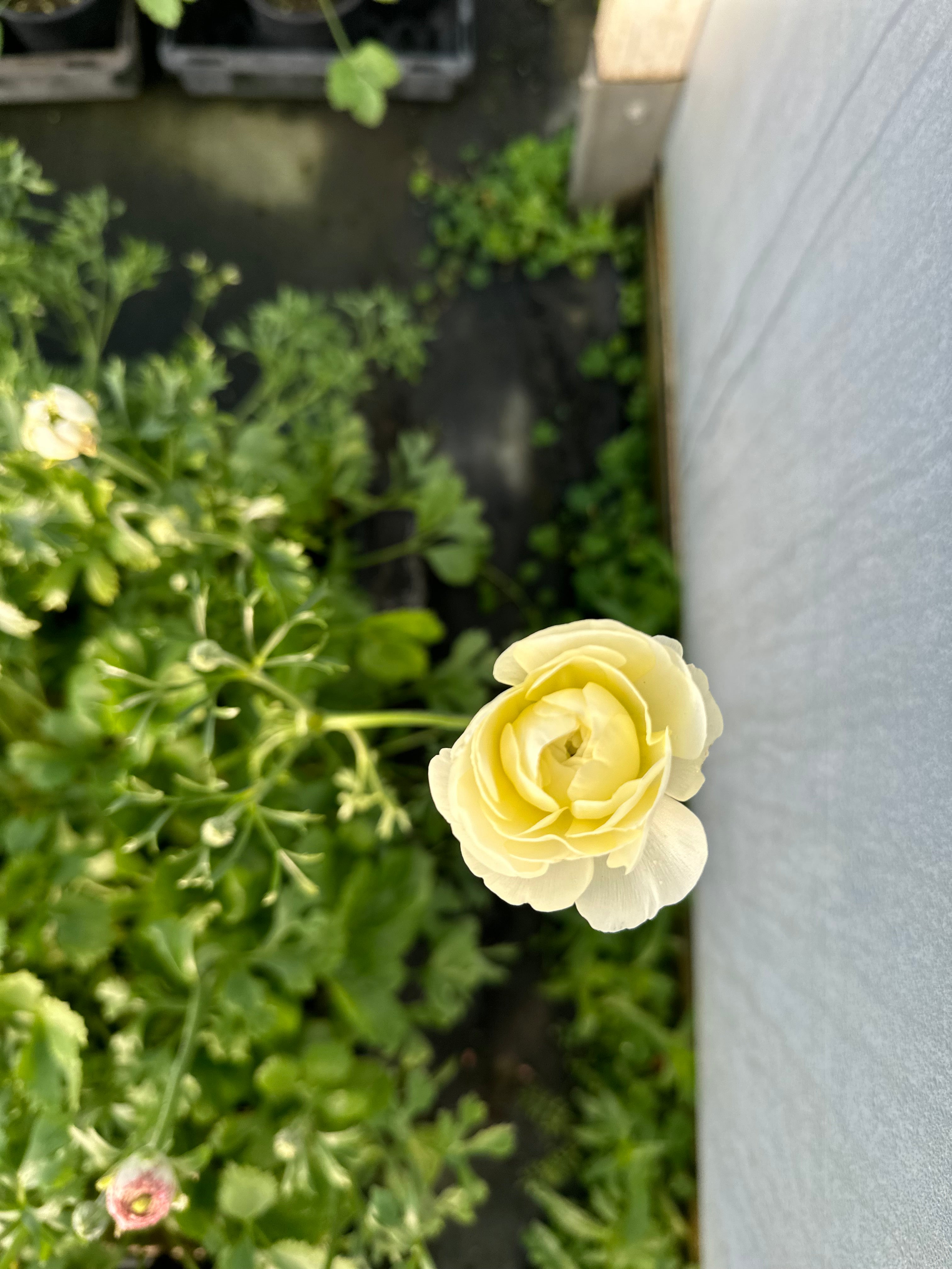 Cut Flower Ranunculus French Wedding Pastel Seedling Pack