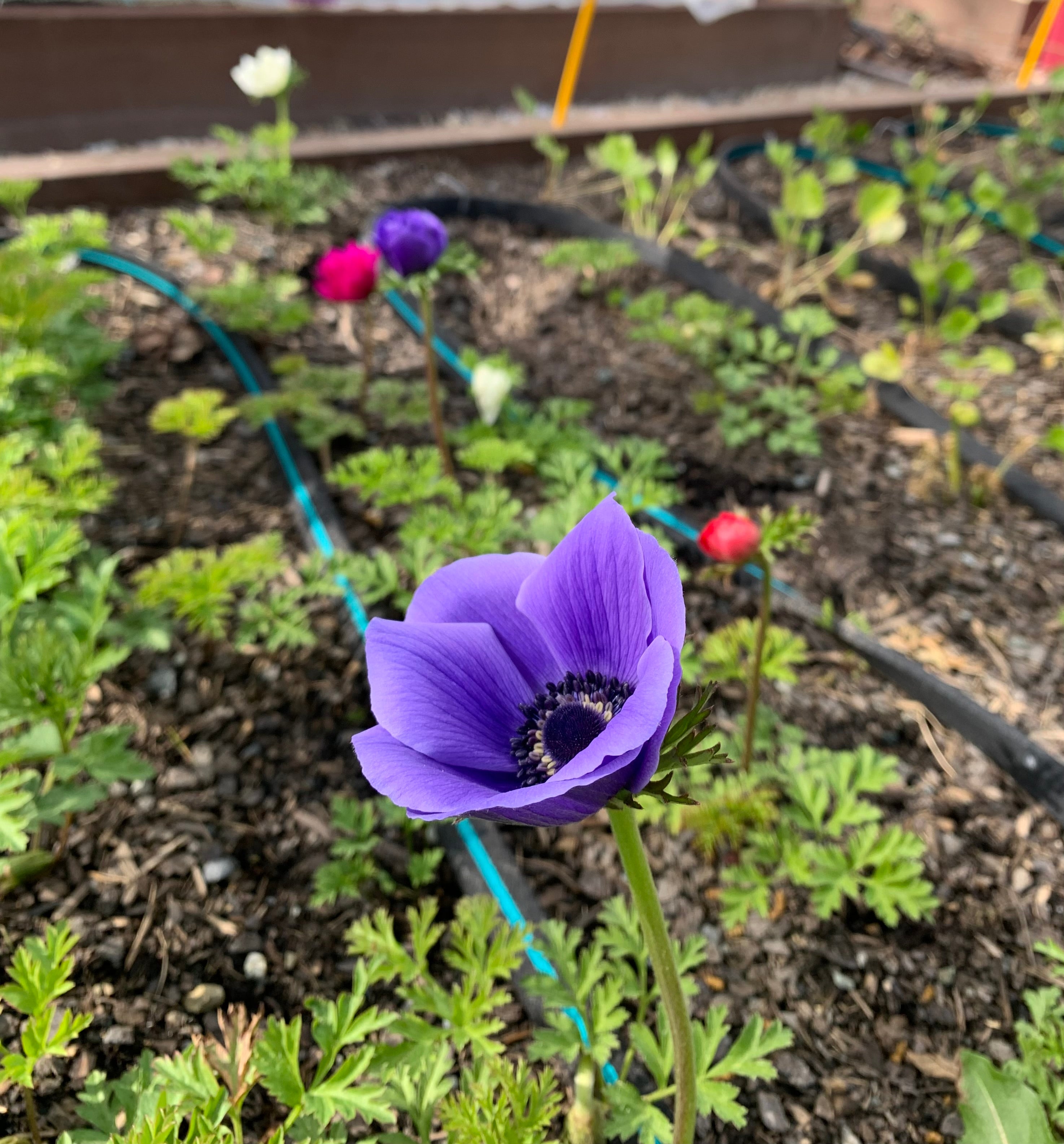 Cut Flower Anemone Mistral Azurro Seedling Pack