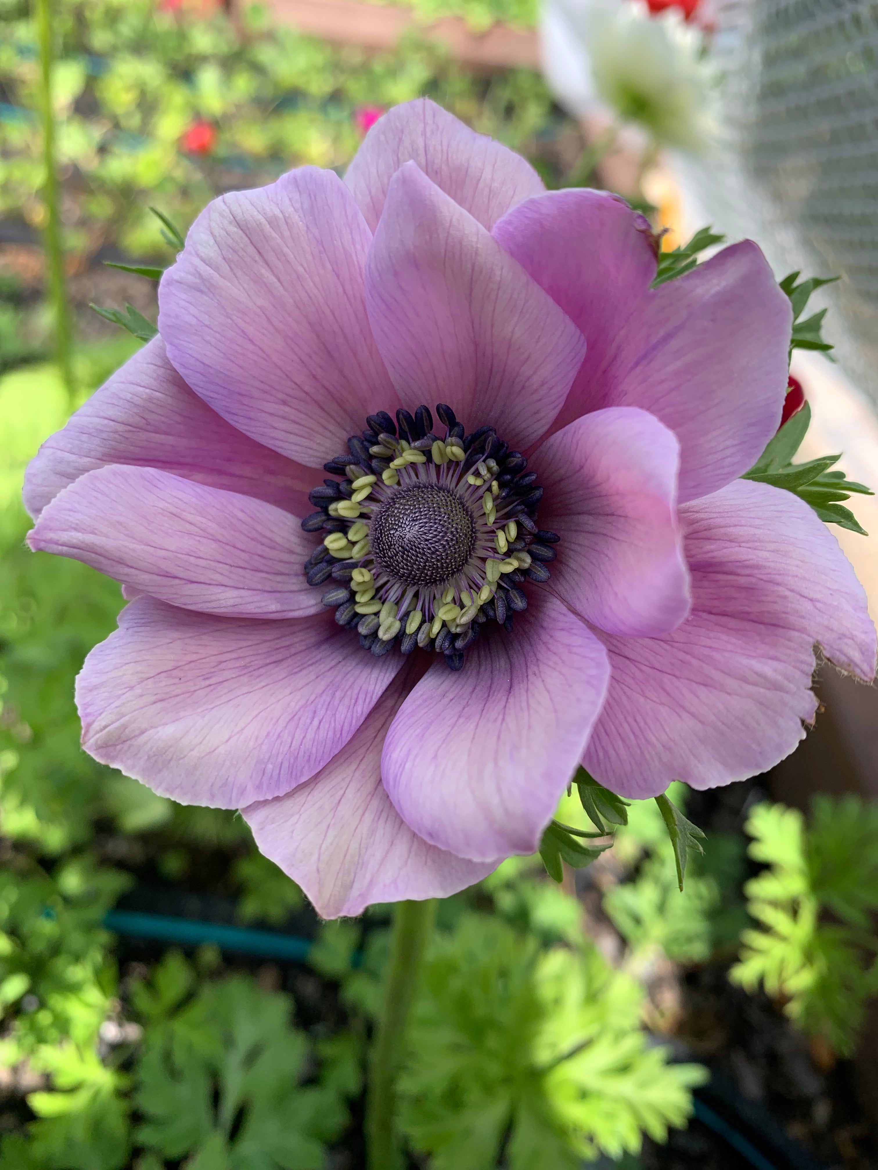 Cut Flower Anemone Mistral Rarity Seedling Pack