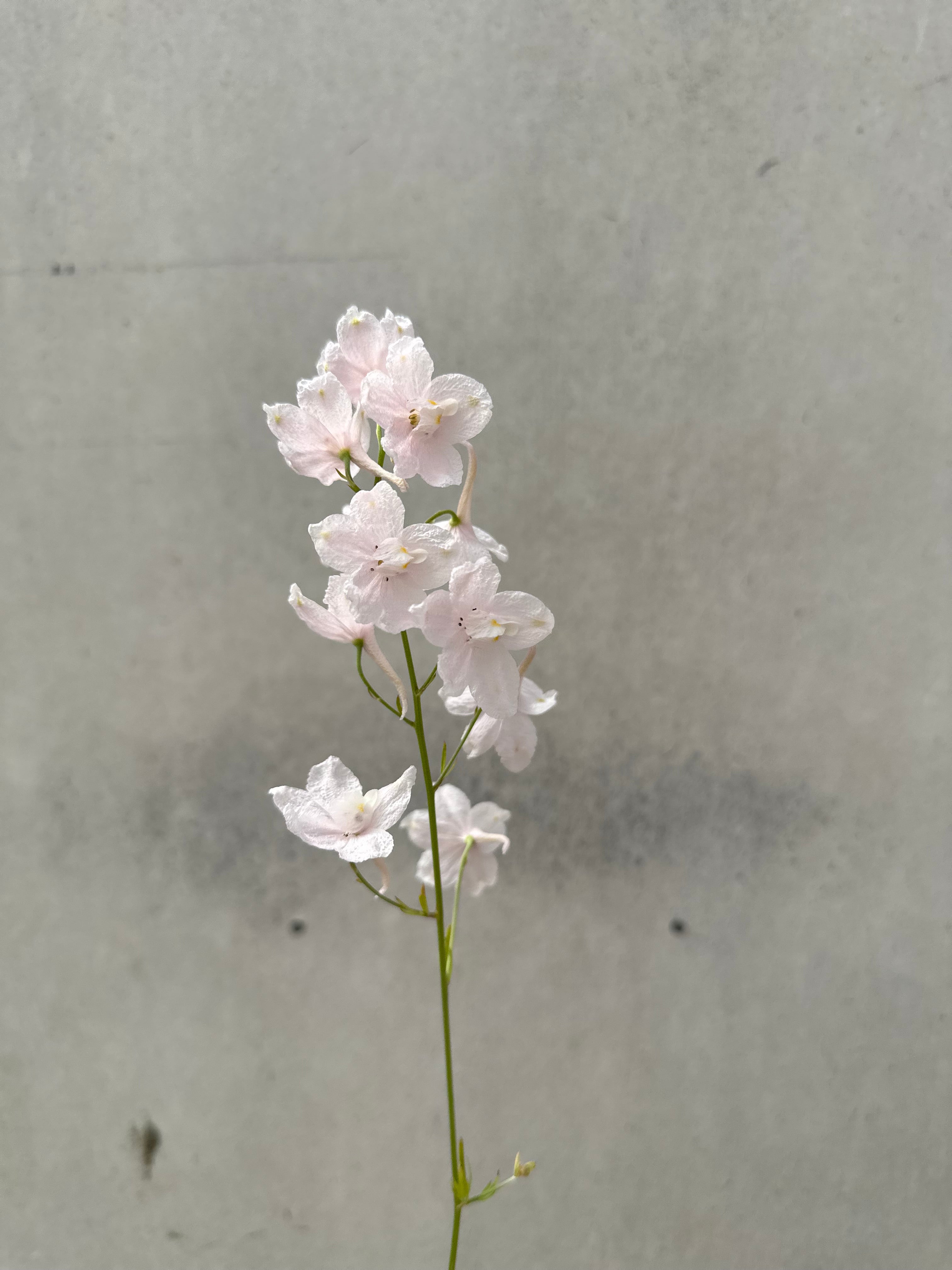 Cut Flower Delphinium Pink Butterfly Seedling Pack